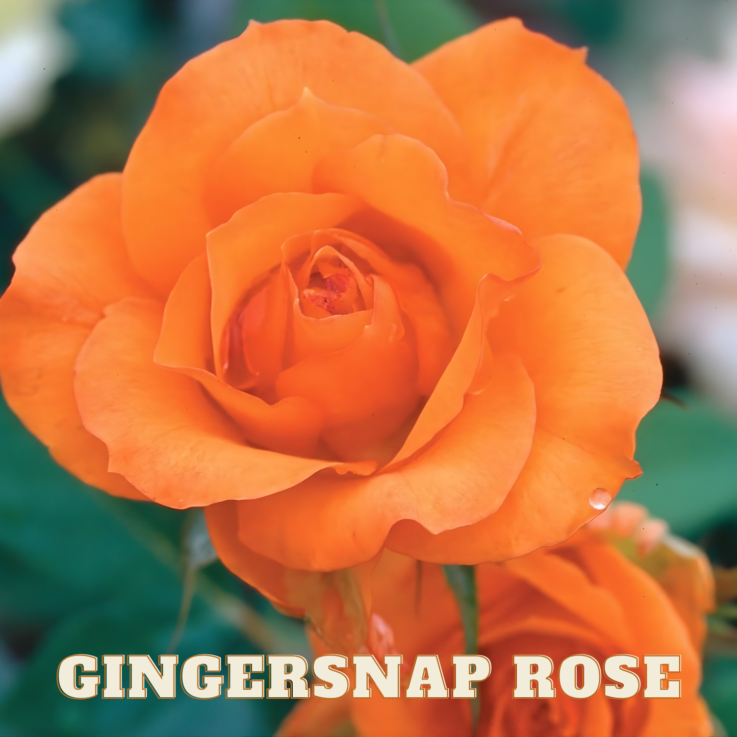 GINGERSNAP ROSE 5gal