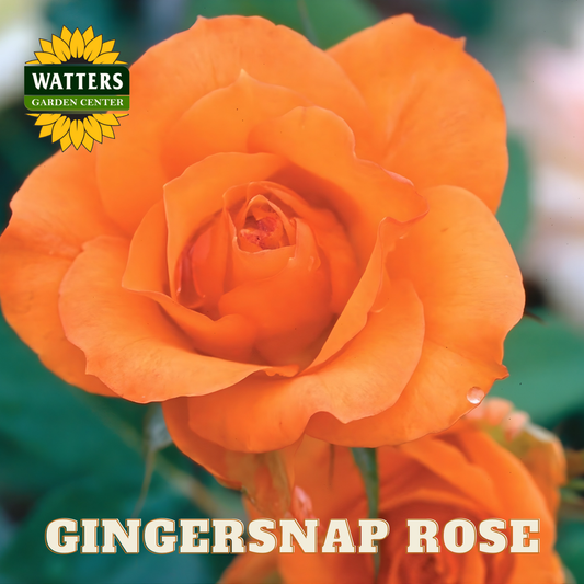 Close-up of an orange rose with 'Watters Garden Center' logo and 'Gingersnap Rose' text.