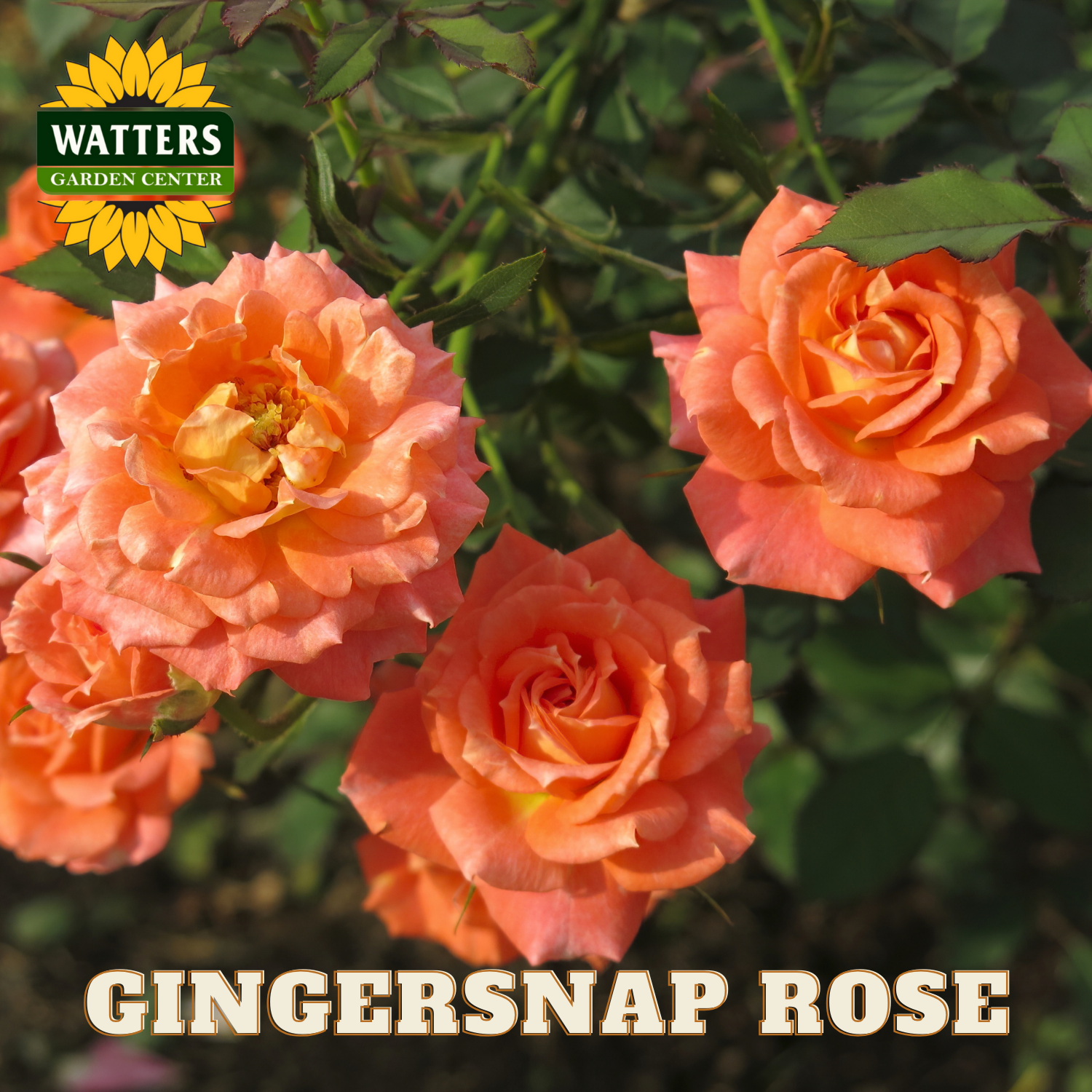 Gingersnap roses with Watters Garden Center logo and text overlay.