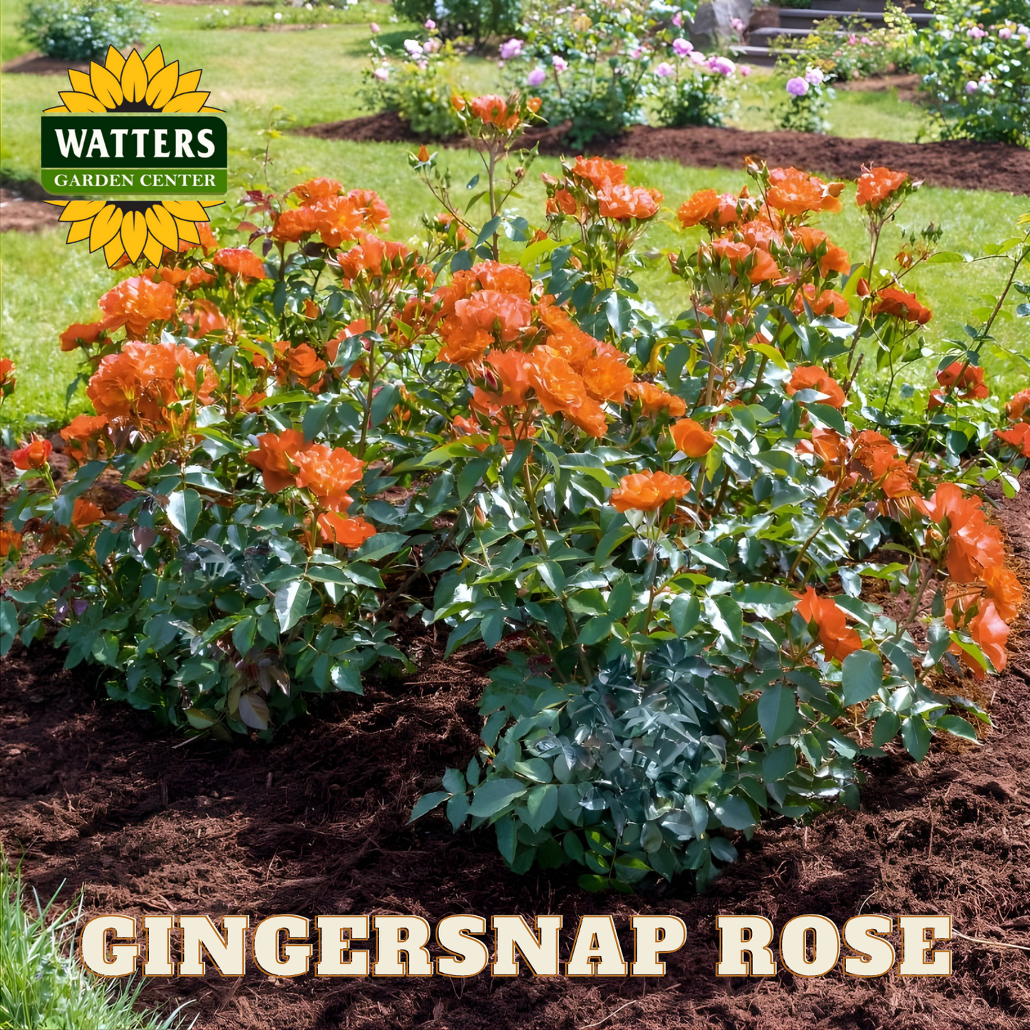 Gingersnap Rose bush with vibrant orange flowers in a garden setting, featuring Watters Garden Center logo.