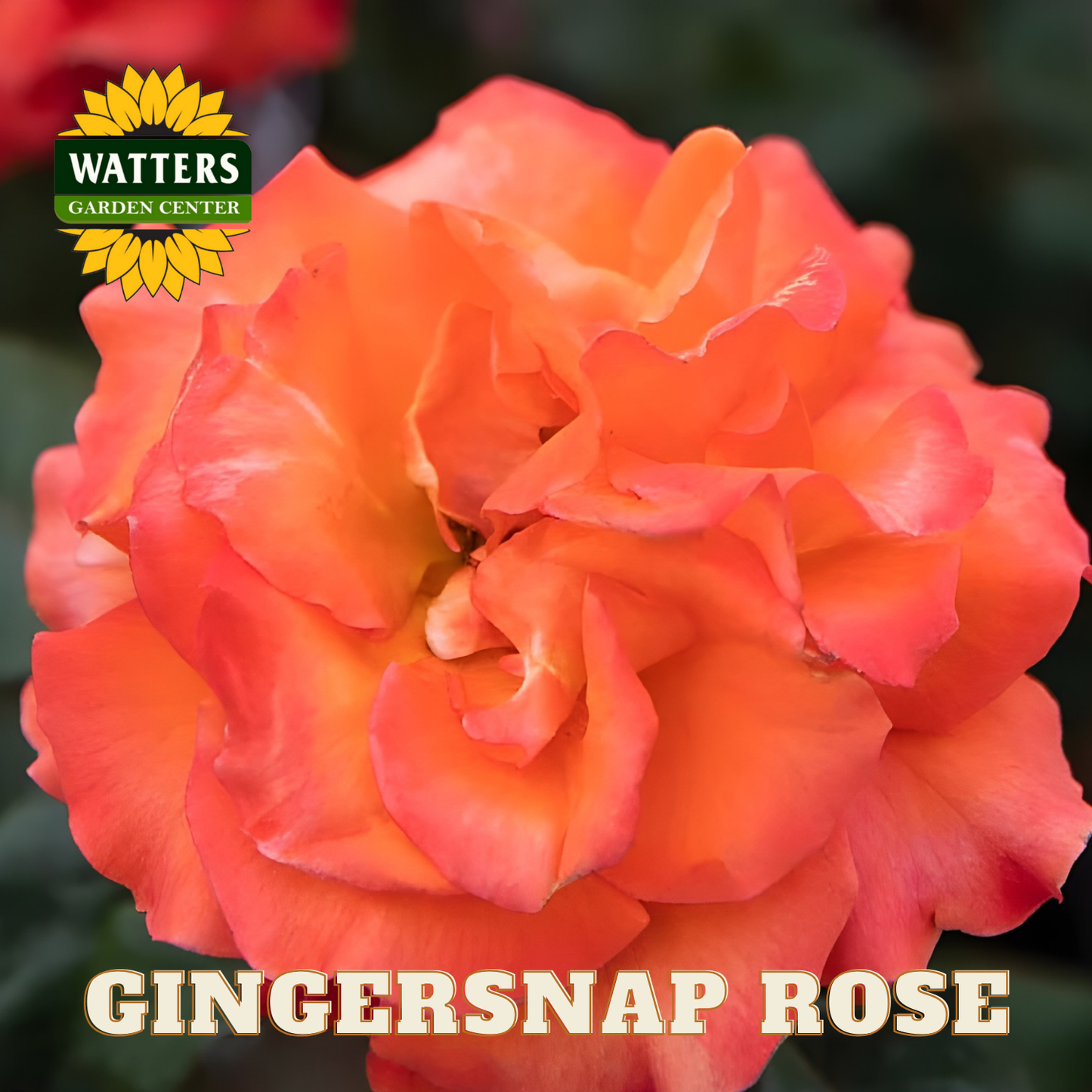 Gingersnap rose with Watters Garden Center logo