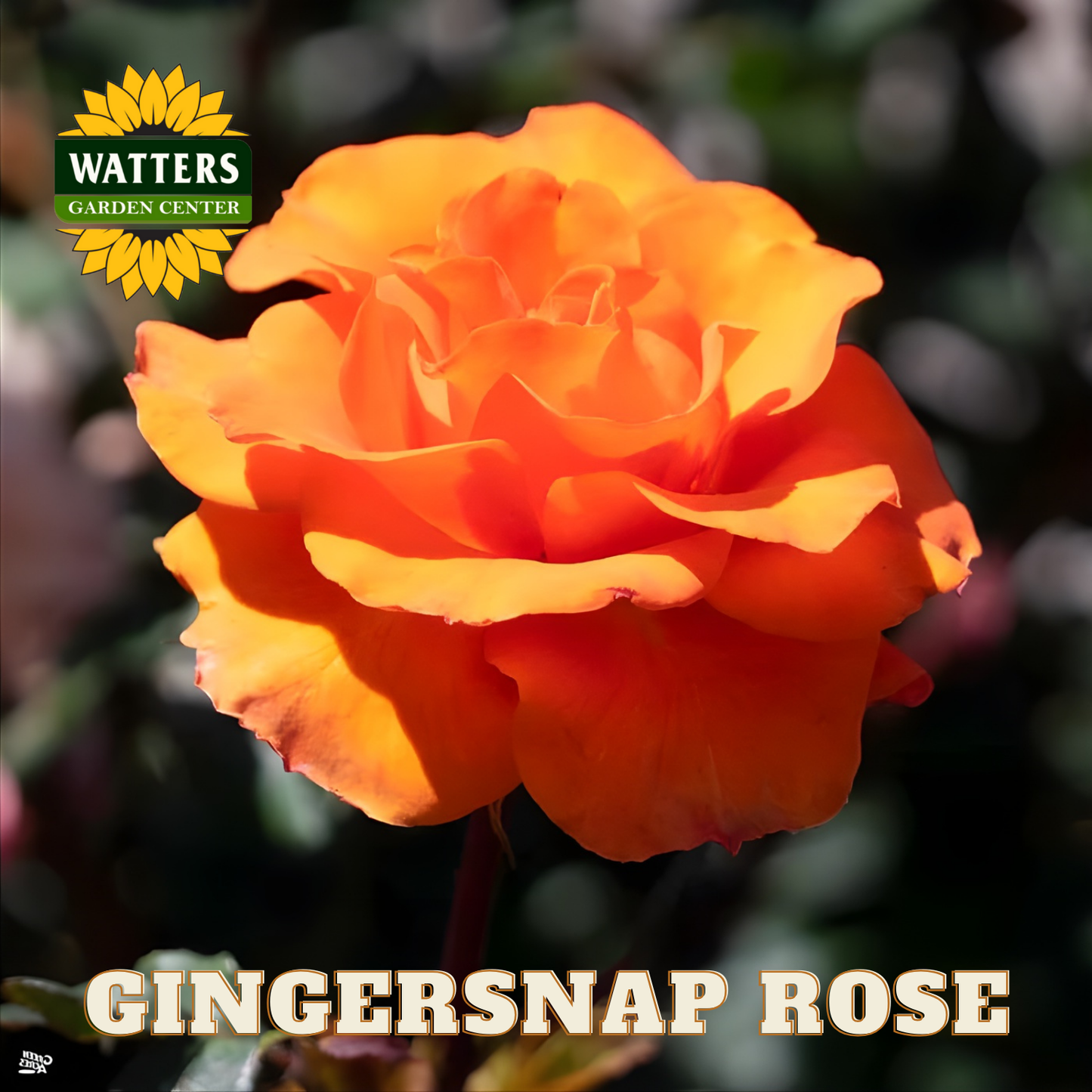 Orange rose with 'Watters Garden Center' logo and 'Gingersnap Rose' text.