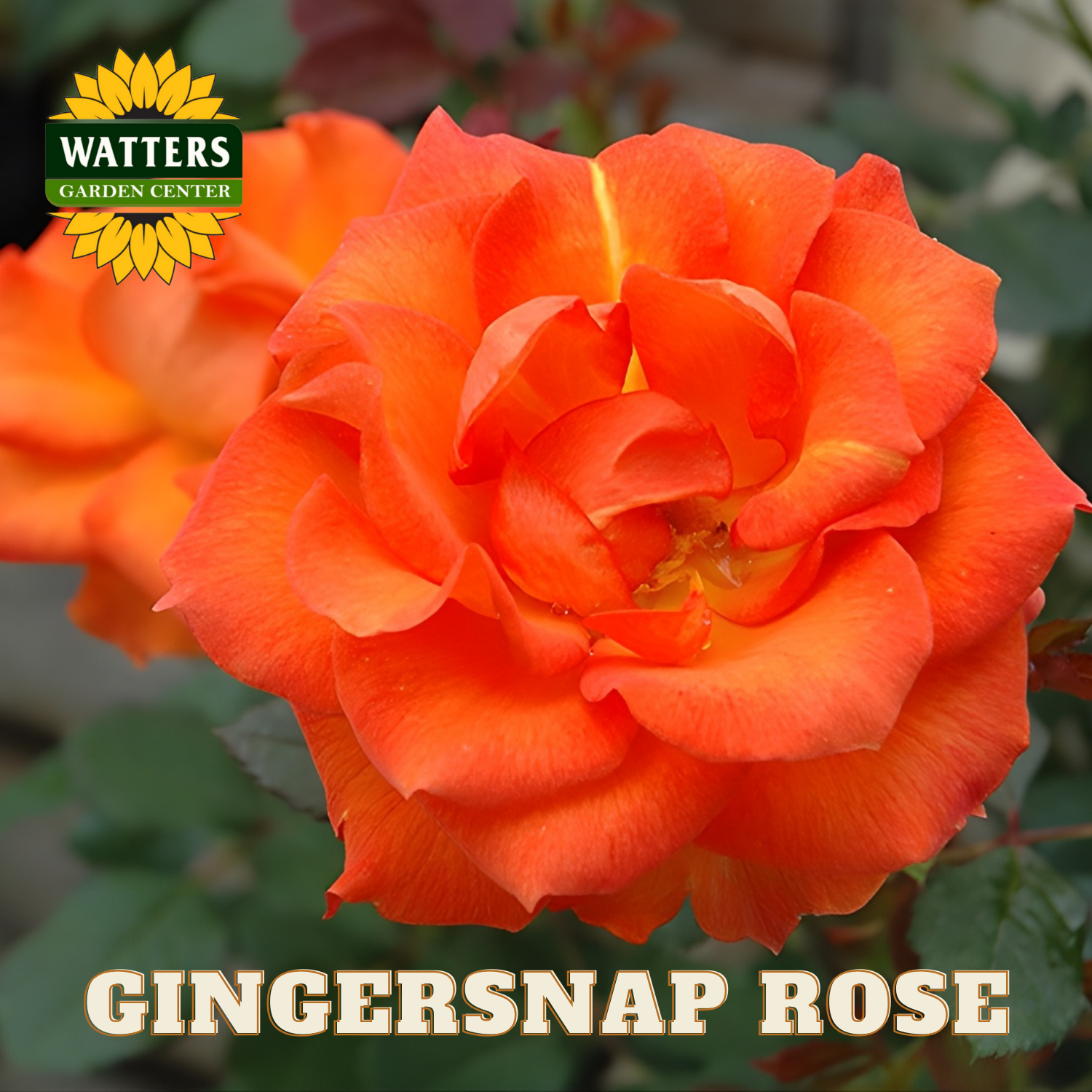 Orange rose with 'Watters Garden Center' logo and 'Gingersnap Rose' text.