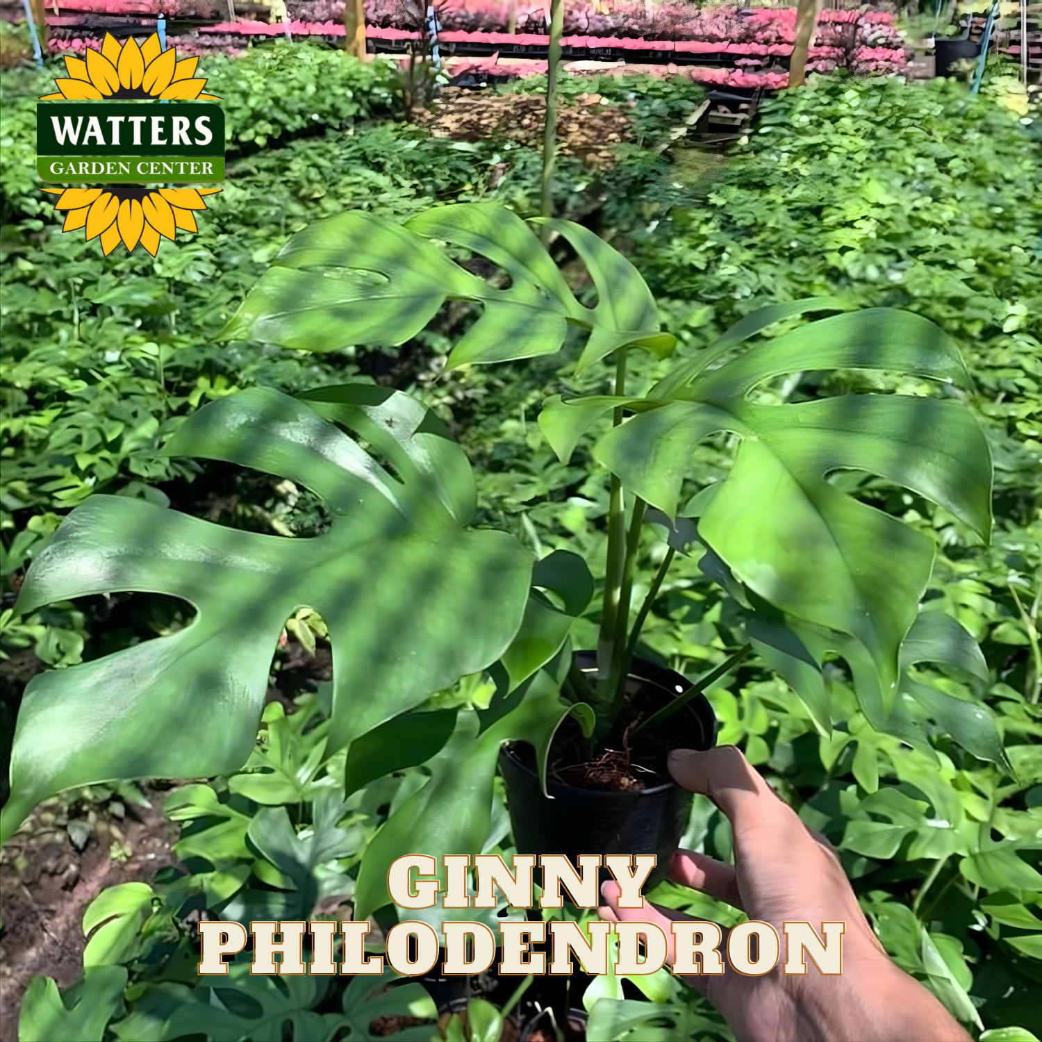 Hand holding a potted Ginny Philodendron plant in a garden setting with Watters Garden Center branding.