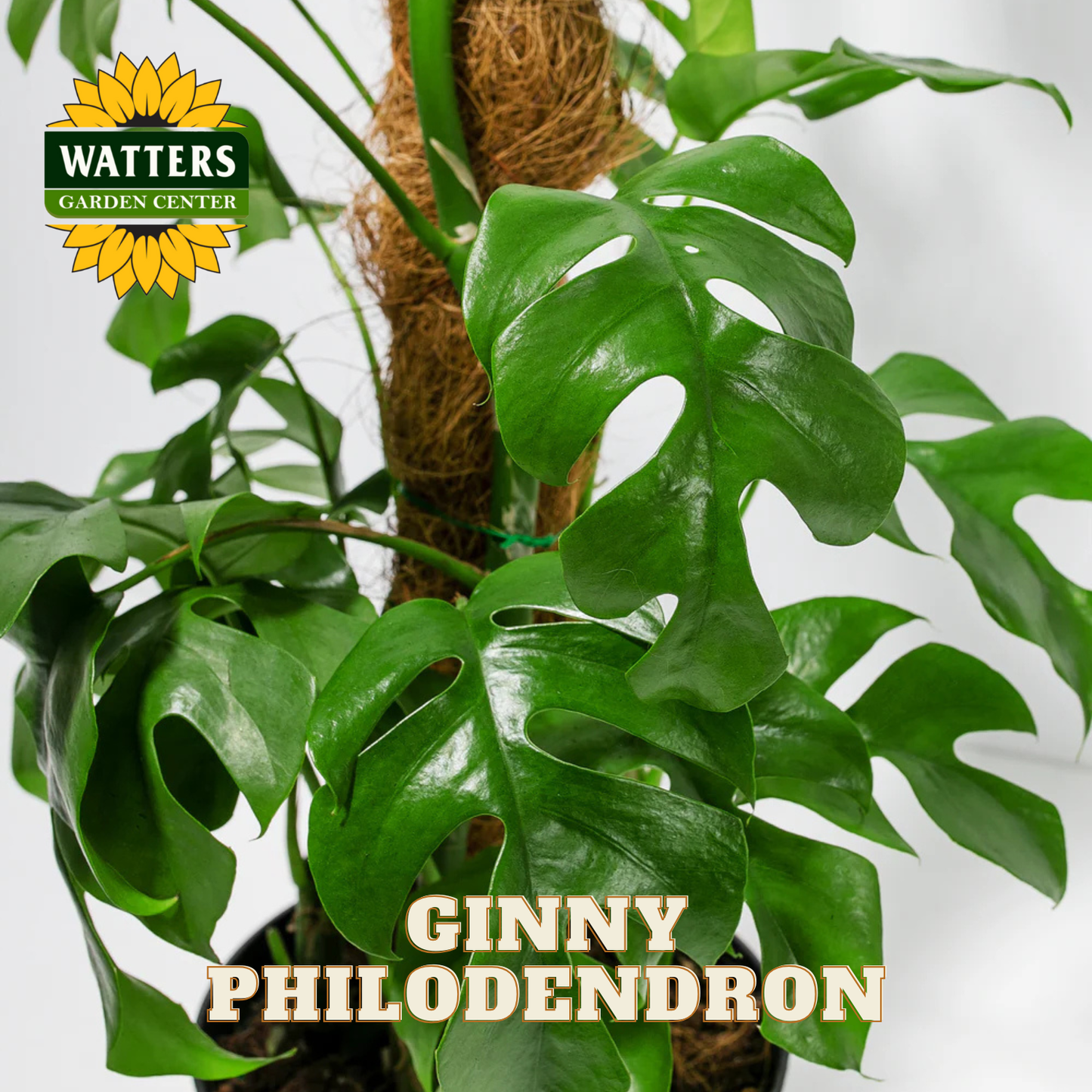 Potted Ginny Philodendron plant with Watters Garden Center logo.