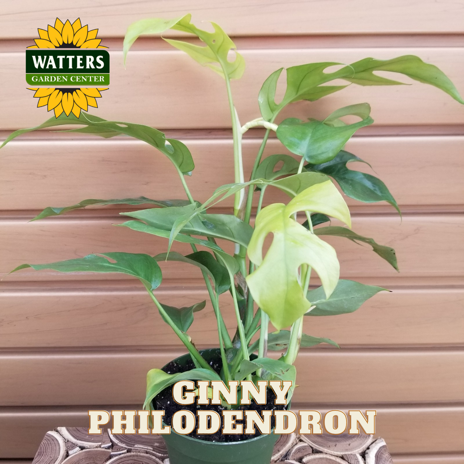 Potted Ginny Philodendron plant with Watters Garden Center logo on a wooden background