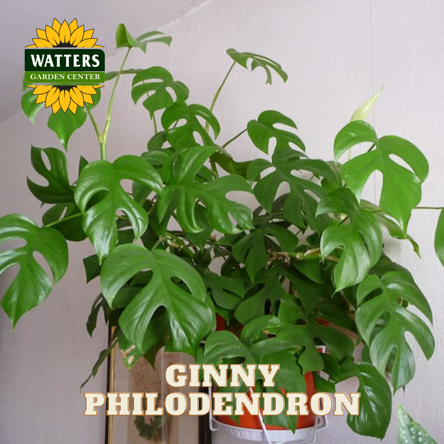 Potted Ginny Philodendron plant with Watters Garden Center logo.