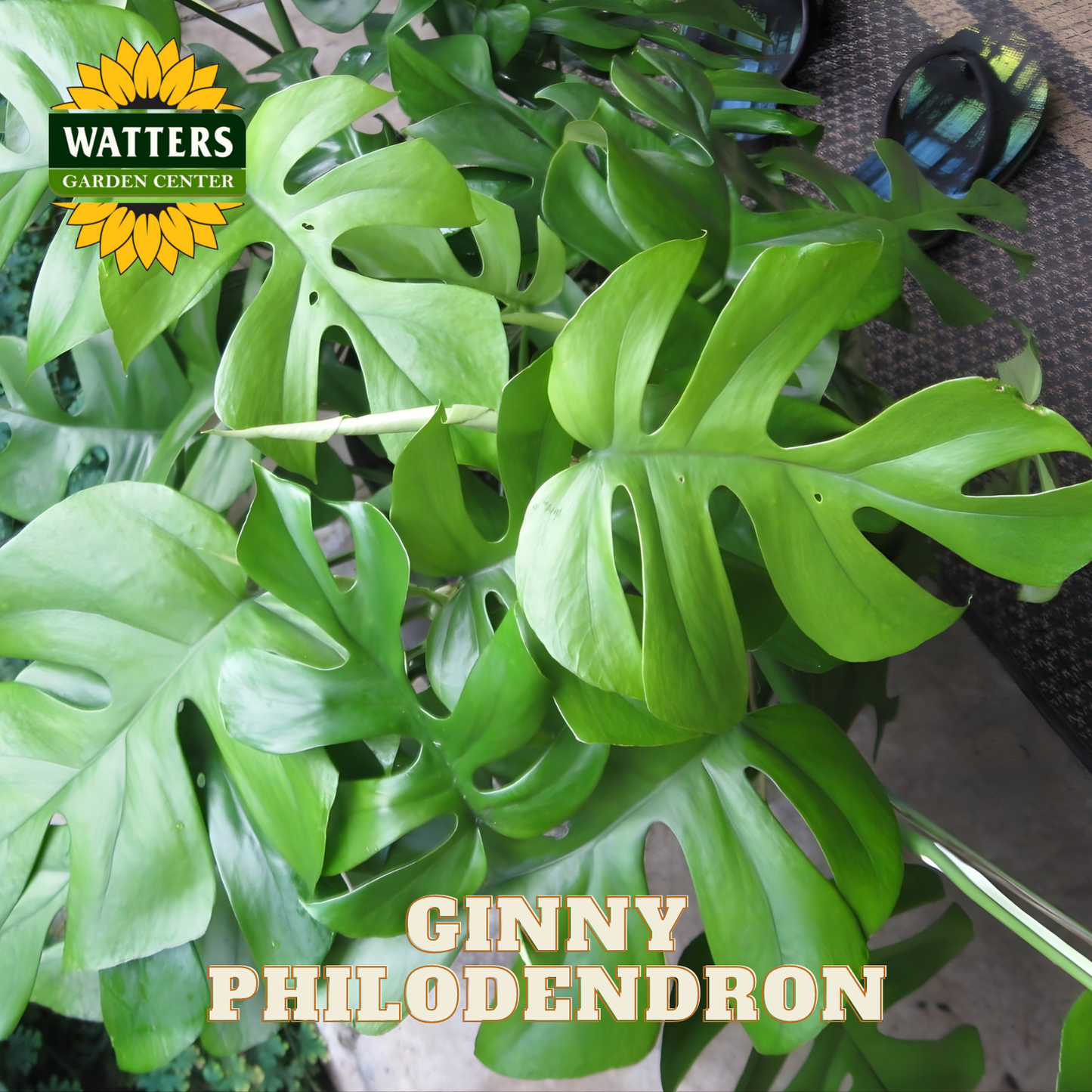Green philodendron plant with 'Watters Garden Center' logo and 'Ginny Philodendron' text.