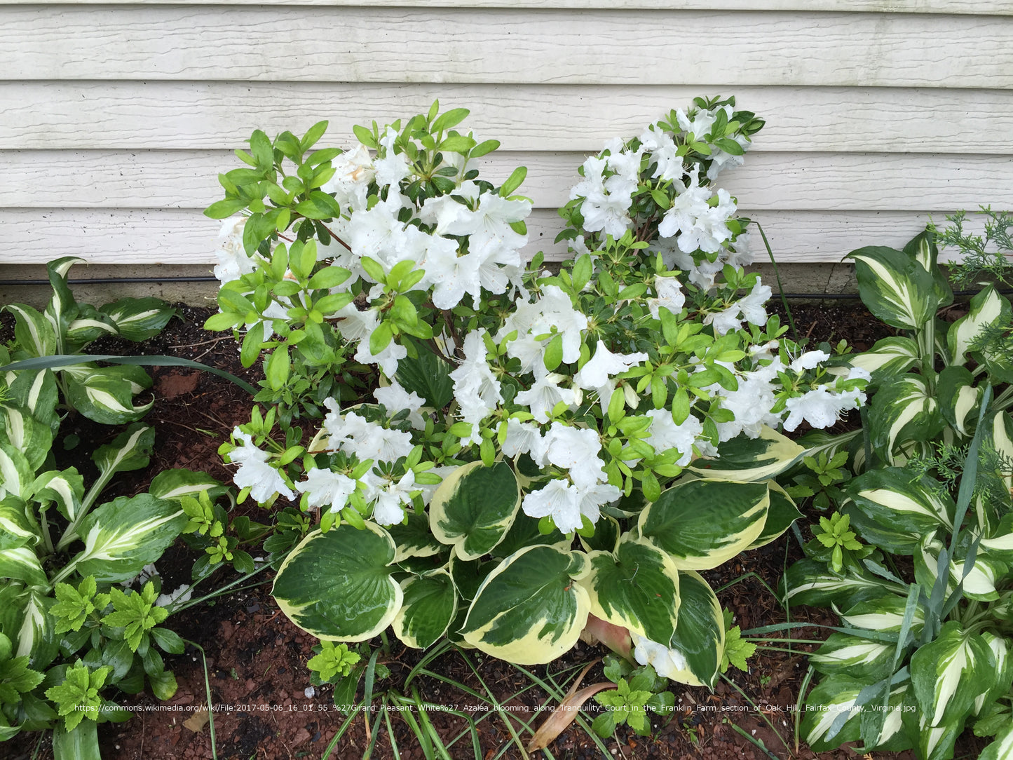 EVER GIRARDS PLEASANT WHITE AZALEA 3gal