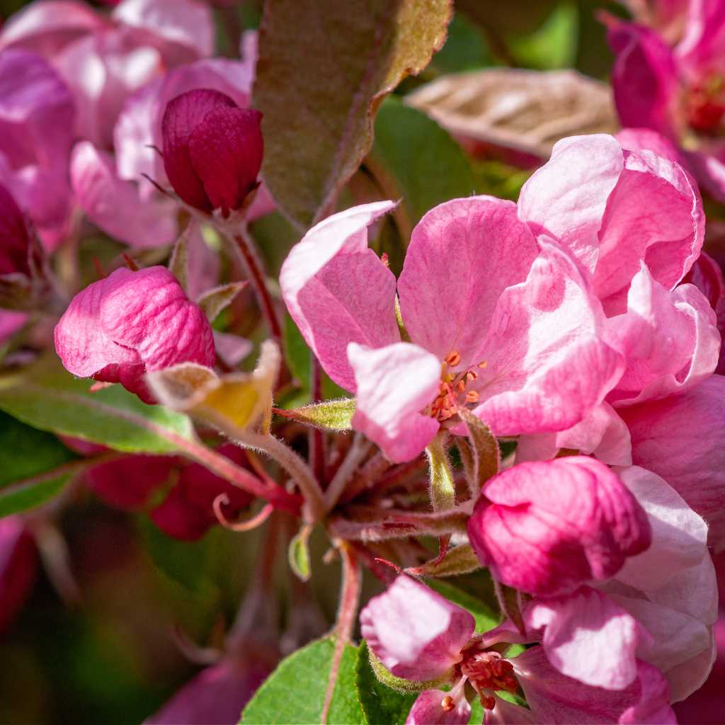 GLADIATOR CRABAPPLE TREE 10gal