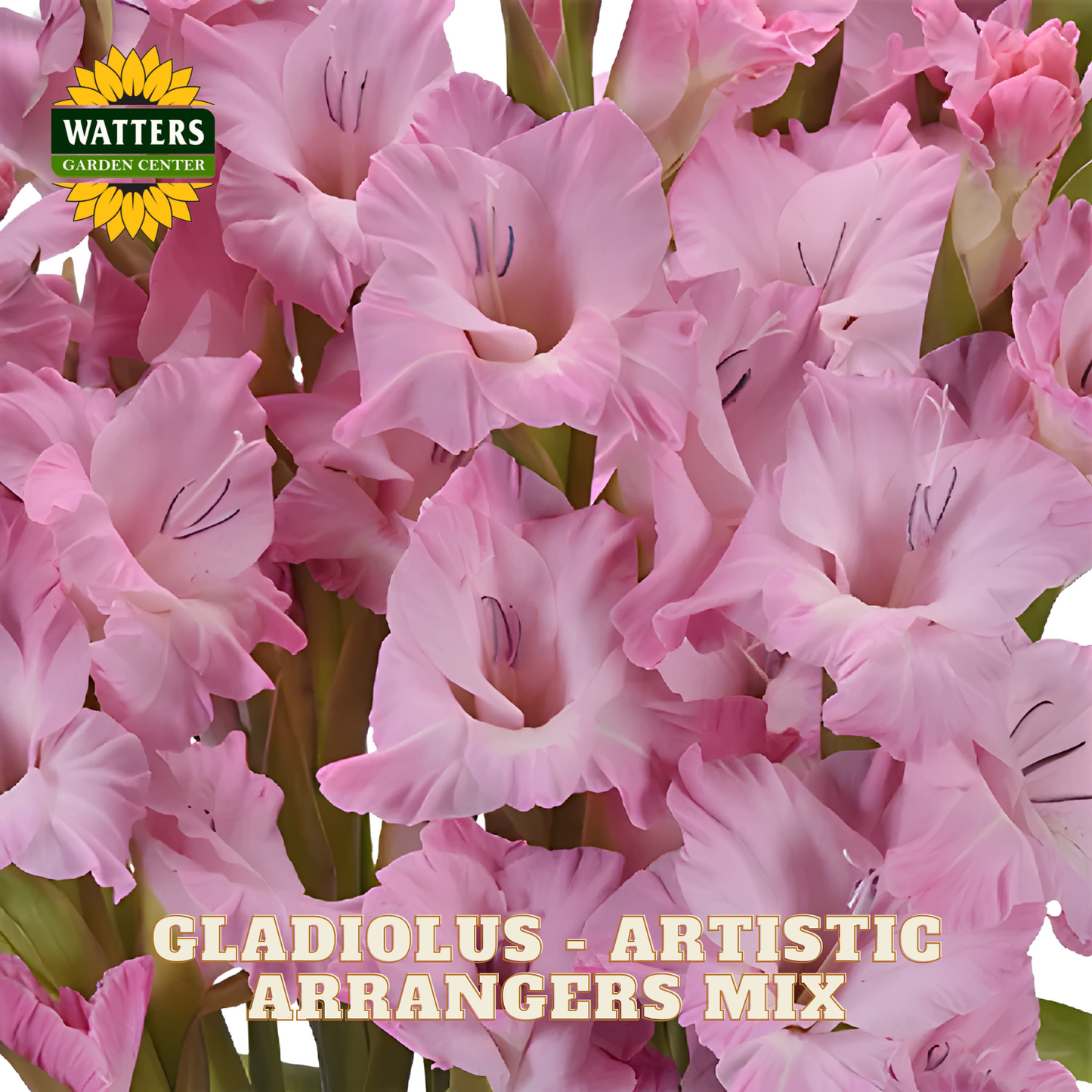 Pink gladiolus flowers filling the frame, with a Watters Gardening Centre logo in the top-left corner and the text 'GLADIOLUS - ARTISTIC ARRANGERS MIX' at the bottom.