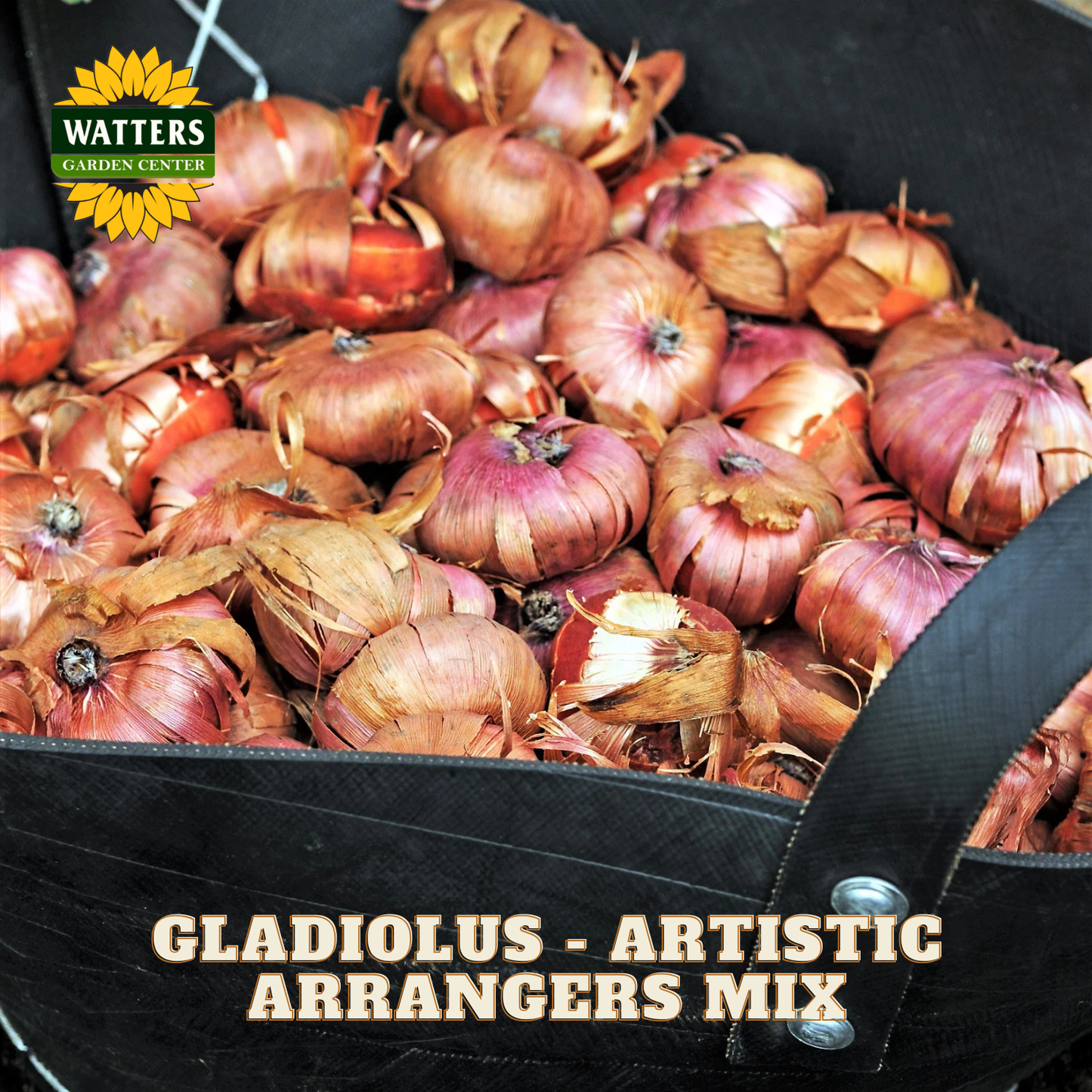 A black fabric grower's tote bag filled with dried red and brown gladiolus bulbs, with the text 'GLADIOLUS - ARTISTIC ARRANGERS MIX' and a 'WATTERS GARDEN CENTER' logo printed on the bag.
