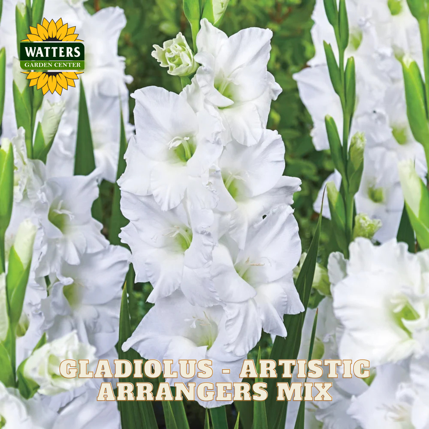 White gladiolus flowers in full bloom with green stems and leaves, shown as a close-up floral scene. The Watters Garden Center logo appears in the top left, and the text 'GLADIOLUS - ARTISTIC ARRANGERS MIX' appears at the bottom.