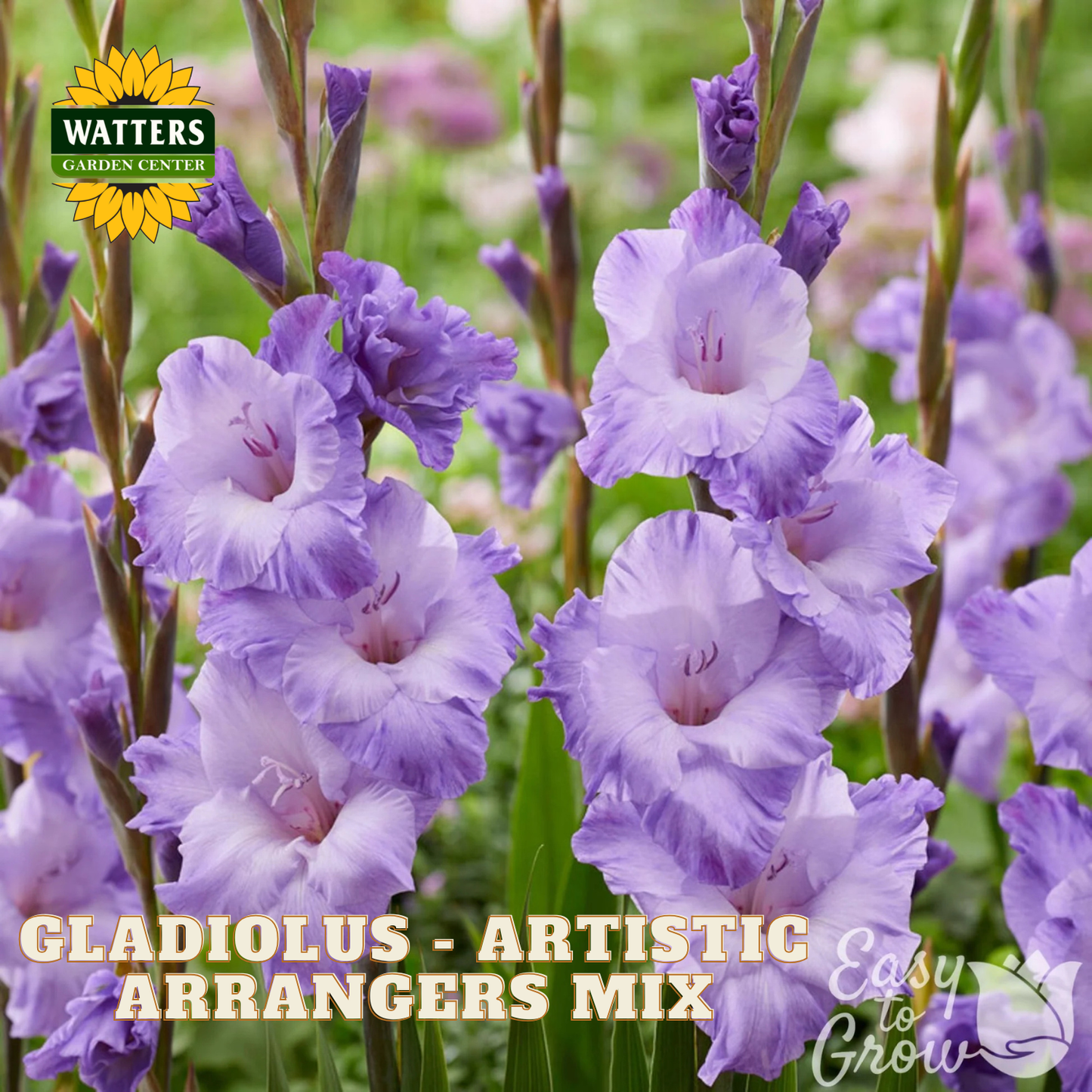 Purple and lavender gladiolus flowers in bloom with green foliage, featuring the Watters Garden Center logo and 'GLADIOLUS - ARTISTIC ARRANGERS MIX' text overlay.