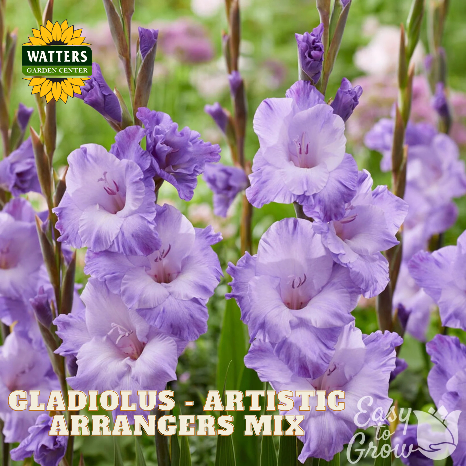 Purple and lavender gladiolus flowers in bloom with green foliage, featuring the Watters Garden Center logo and 'GLADIOLUS - ARTISTIC ARRANGERS MIX' text overlay.