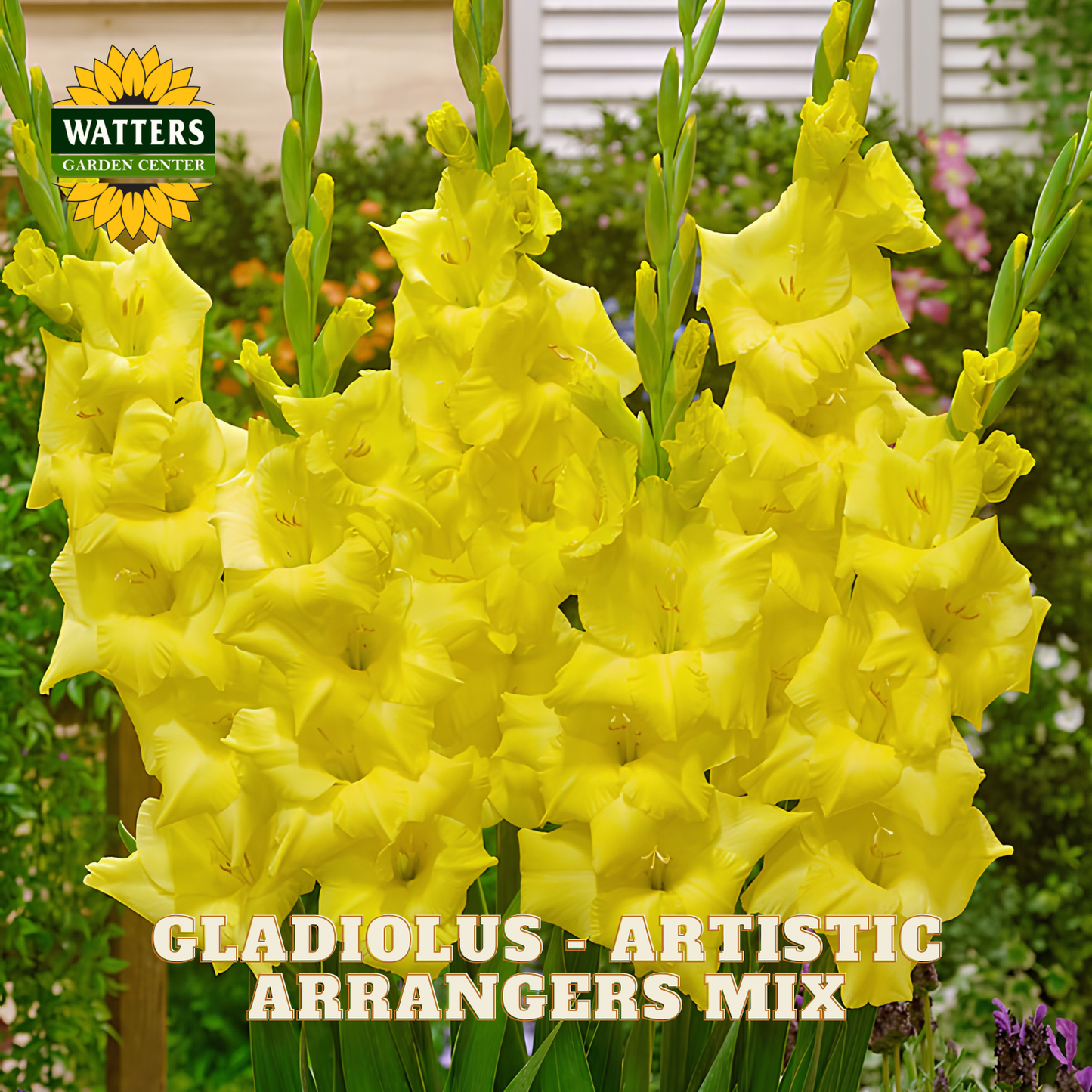 A close-up of bright yellow gladiolus flower spikes in a garden setting, with green stems and leaves visible. The Watters Garden Center logo appears in the top left, and the text 'GLADIOLUS - ARTISTIC ARRANGERS MIX' is shown at the bottom.