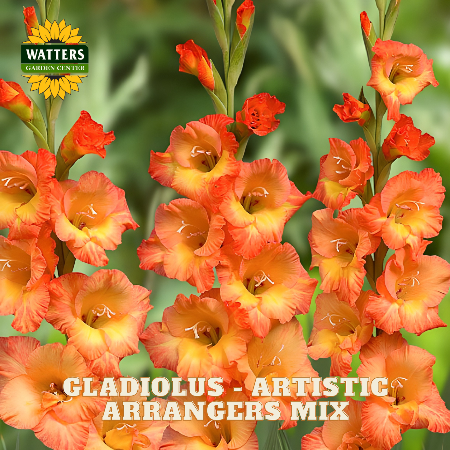 A close-up of orange and yellow gladiolus flowers on tall stems with green foliage in the background. A Watters Garden Center logo appears in the top left, and the text 'GLADIOLUS - ARTISTIC ARRANGERS MIX' is overlaid at the bottom.