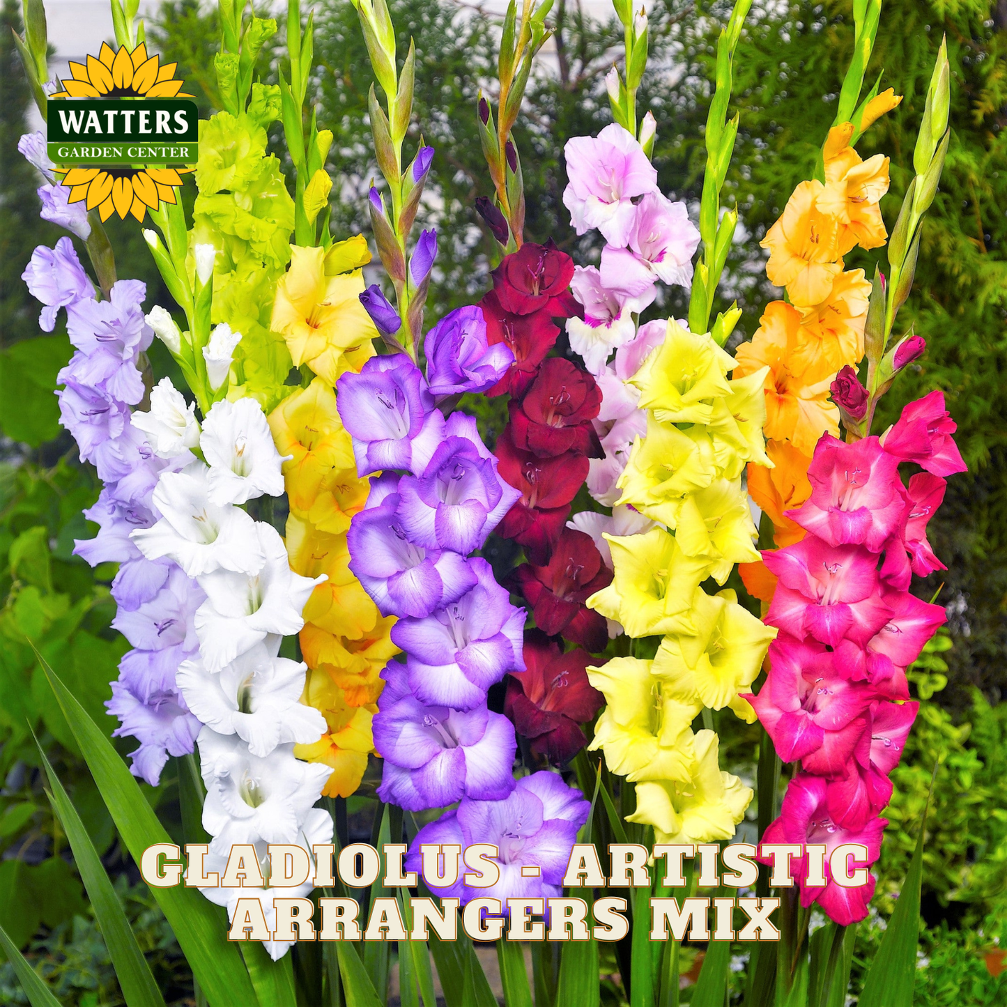 A garden-style product image showing a mixed gladiolus floral arrangement with many vertical flower spikes in white, lavender, yellow, orange, pink, and burgundy, plus green foliage. A yellow 'WATTERS GARDEN CENTER' logo appears in the upper left, and the text 'GLADIOLUS - ARTISTIC ARRANGERS MIX' appears at the bottom.