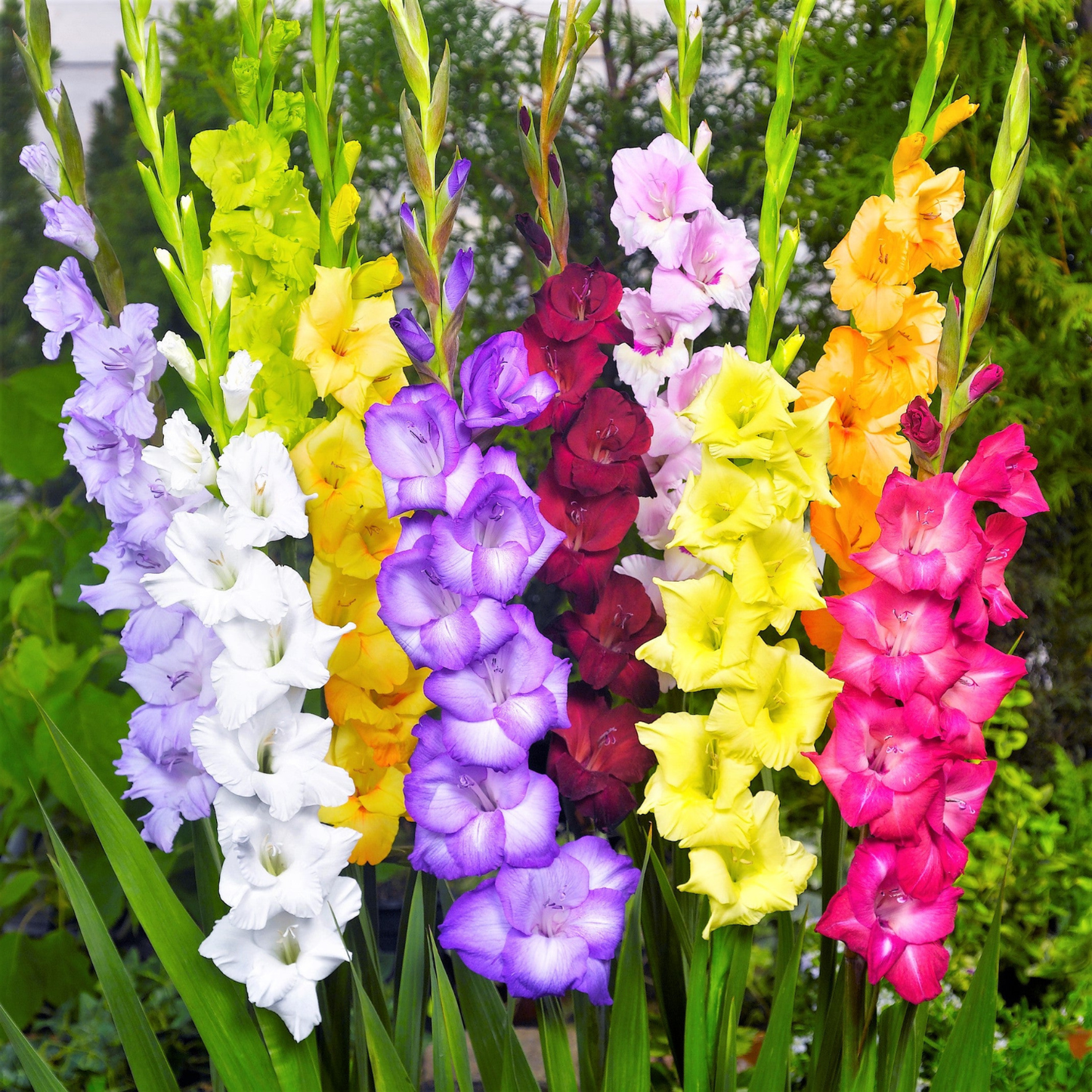A cluster of tall gladiolus flowers in multiple colors including white, lavender, purple, yellow, red, and pink, growing outdoors with green foliage in the background.