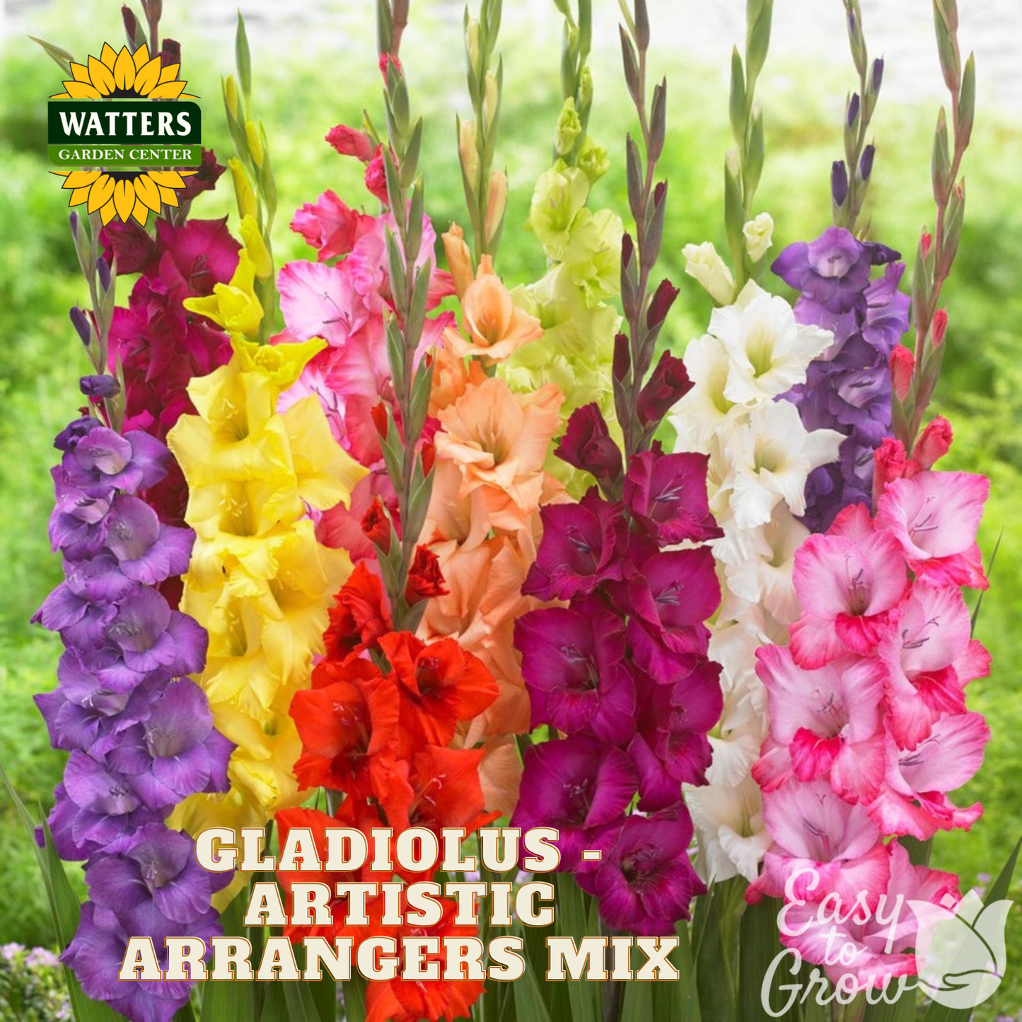 A colorful bouquet of gladiolus flowers arranged in vertical spikes, including purple, yellow, pink, red, orange, and white blooms on green stems, with the text 'GLADIOLUS - ARTISTIC ARRANGERS MIX' and a Watters Garden Center logo.
