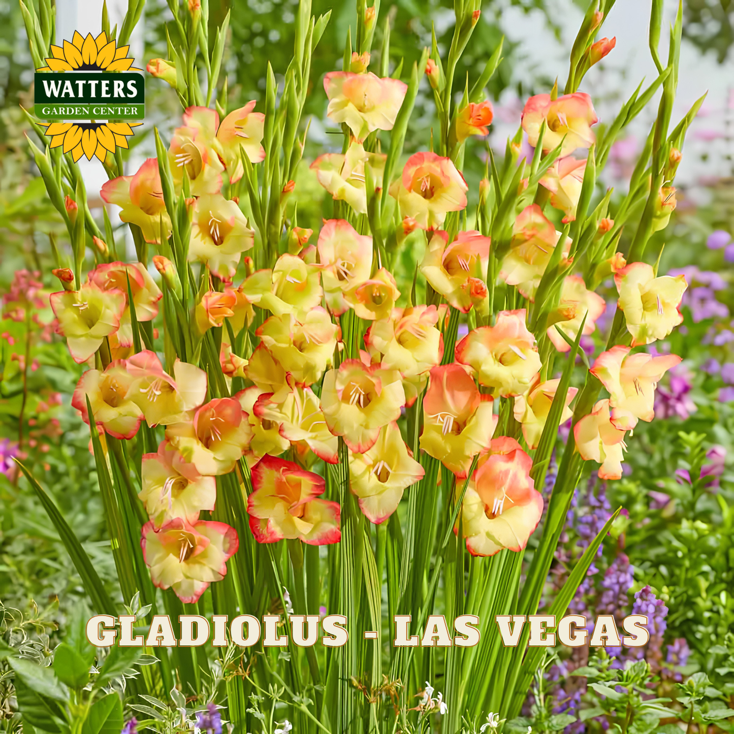 Gladiolus - Las Vegas