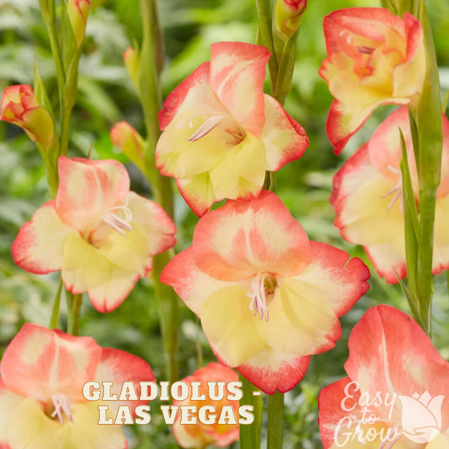 Gladiolus - Las Vegas