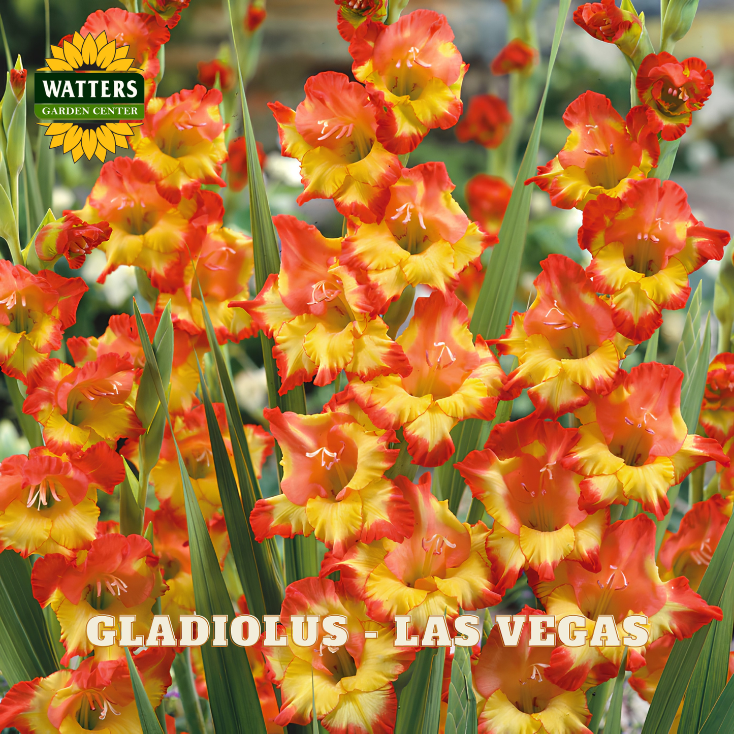 Gladiolus - Las Vegas
