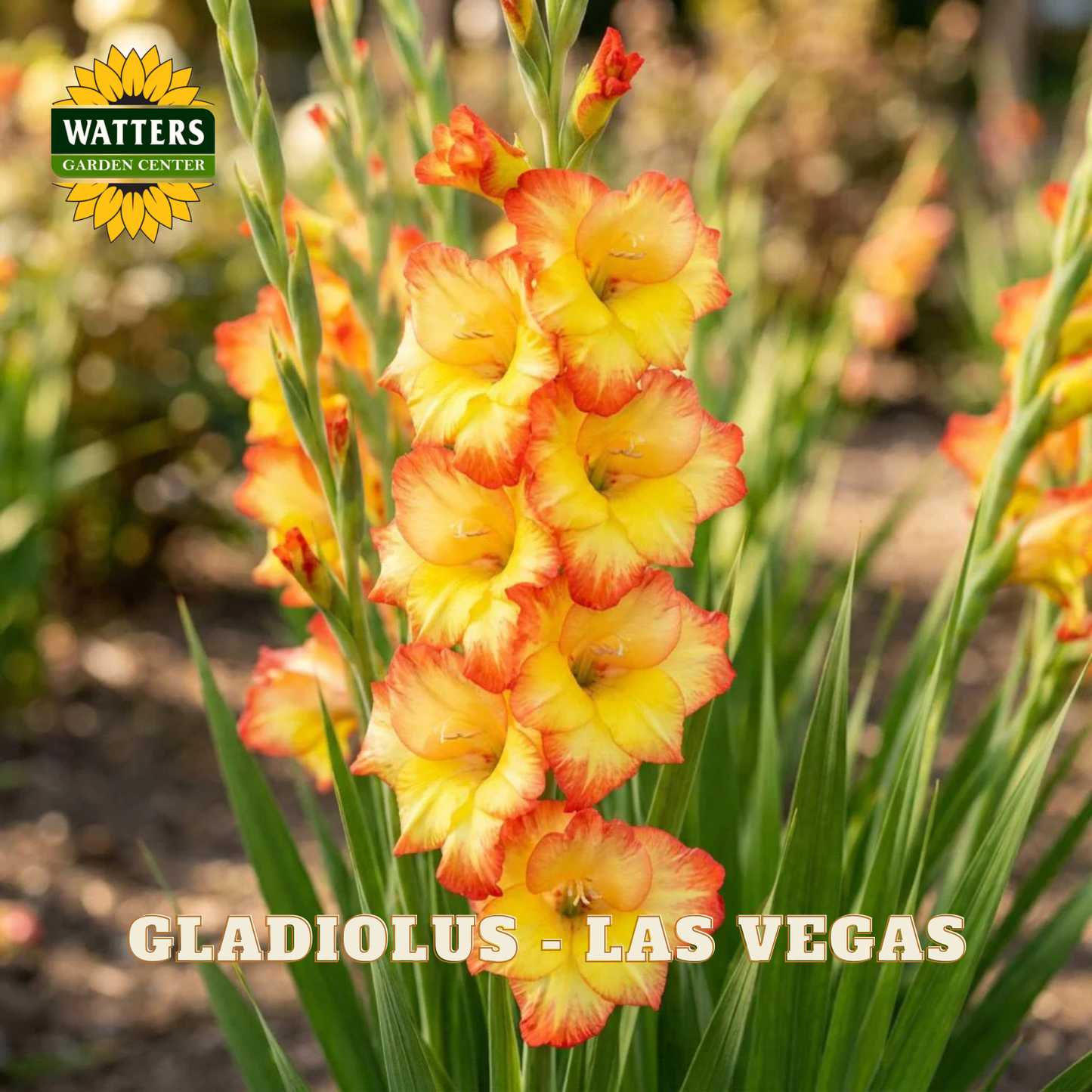Gladiolus - Las Vegas