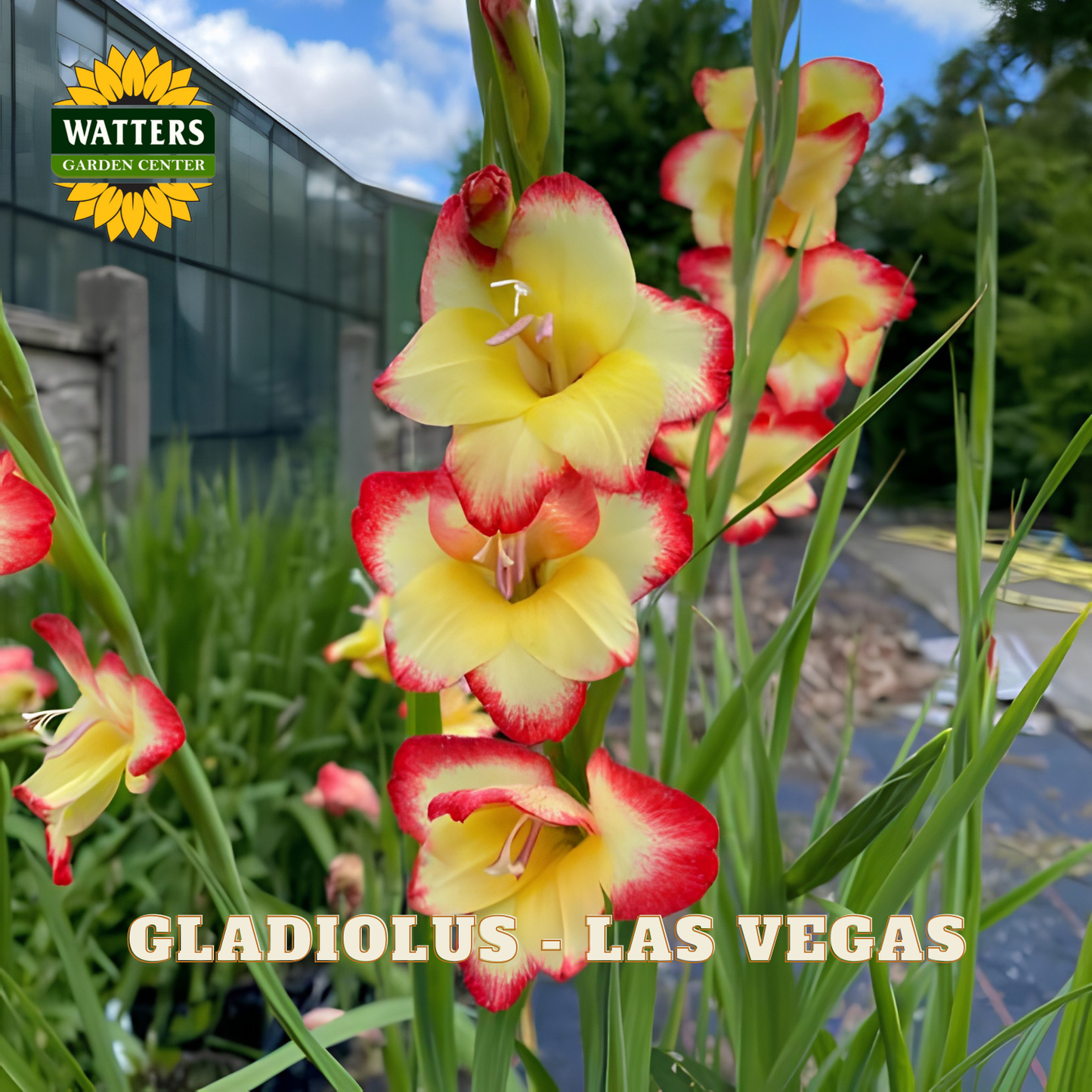Gladiolus - Las Vegas