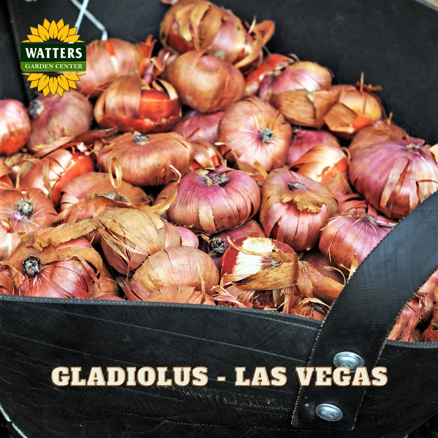 Gladiolus - Las Vegas