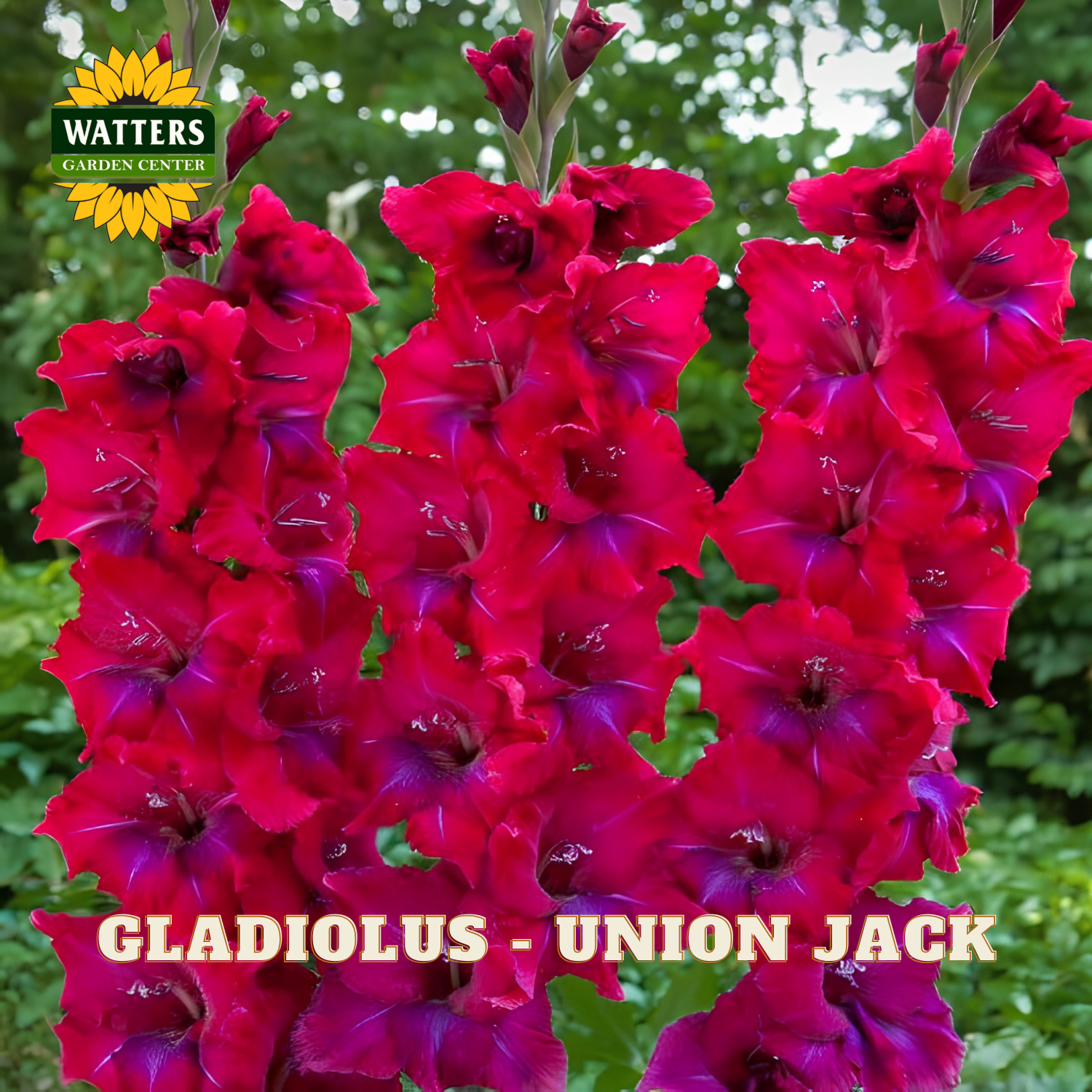 Blooming gladiolus flowers in vivid red and purple tones with green foliage in the background. A Watters Gardening Centers logo appears in the top left, and the text 'GLADIOLUS - UNION JACK' is shown across the bottom.