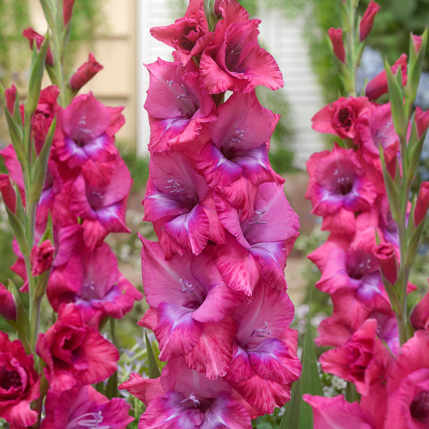 Close-up of tall pink gladiolus flowers with purple centers blooming in a garden setting.