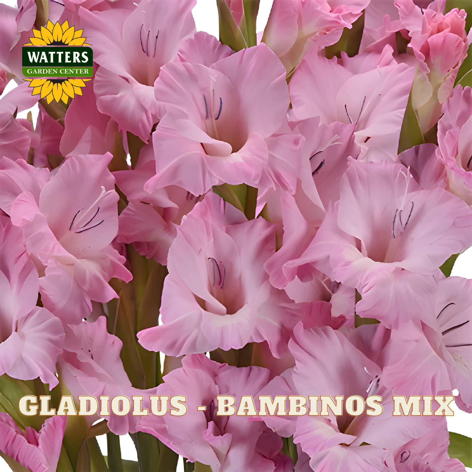 Close-up of a pink gladiolus flower mix with multiple blooms and green stems, overlaid with the text 'GLADIOLUS - BAMBINOS MIX' and a Watters Gardening Centre logo.