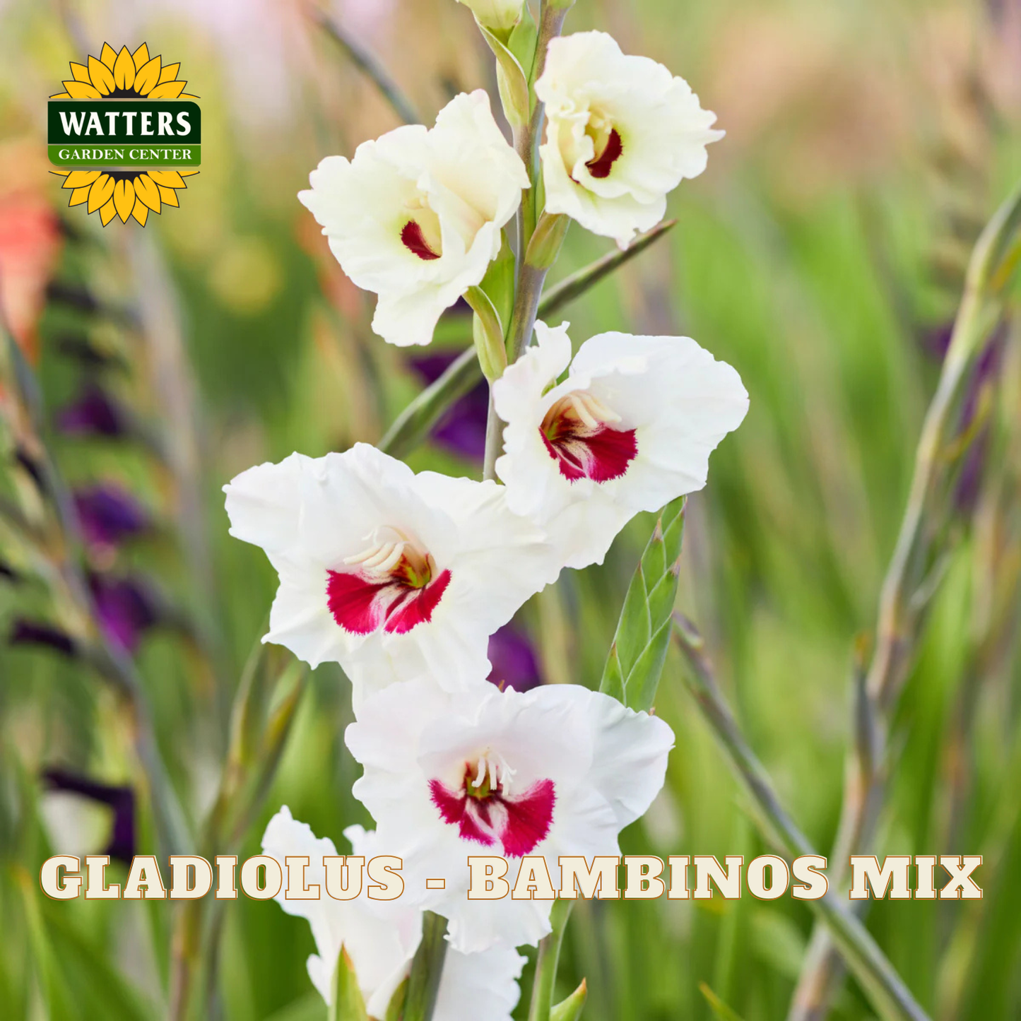 A close-up of white gladiolus flowers with deep red centers growing in a blurred garden setting, with the text 'GLADIOLUS - BAMBINOS MIX' and a 'WATTERS GARDEN CENTER' logo visible.