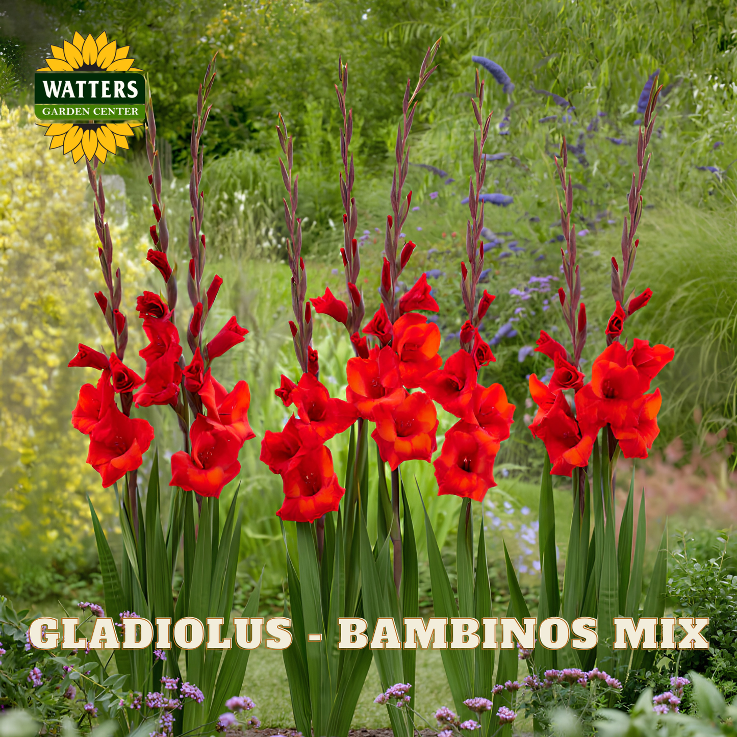 Bambinos Mix Gladiolus with red flowers and green leaves in the garden.