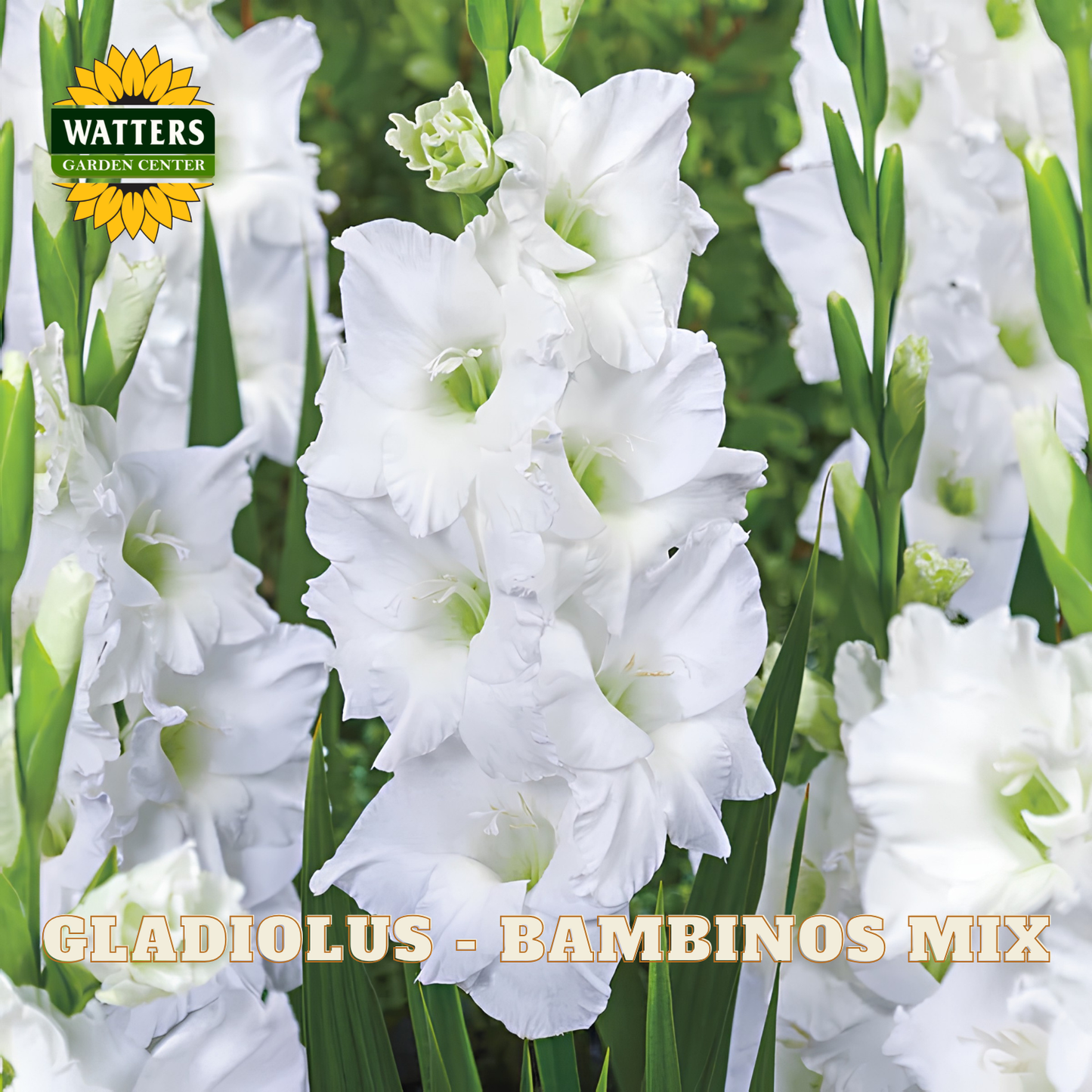 White gladiolus flowers with green leaves and stems, shown in a close-up field-style photo. A Watters Garden Centre logo appears in the top left, and the text 'GLADIOLUS - BAMBINOS MIX' is across the bottom.