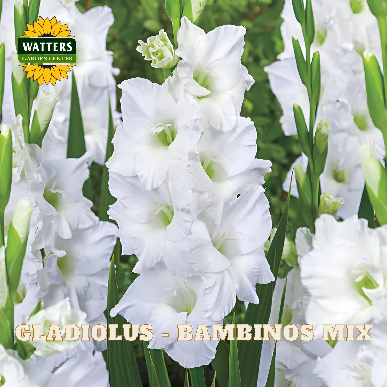 White gladiolus flowers with green leaves and stems, shown in a close-up field-style photo. A Watters Garden Centre logo appears in the top left, and the text 'GLADIOLUS - BAMBINOS MIX' is across the bottom.