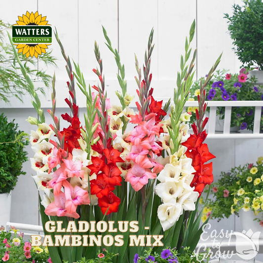 A vibrant garden bed filled with tall gladiolus stems in red, pink, and white, set against a white picket fence background with other garden plants. The Watters Garden Centre logo is in the top left, and 'GLADIOLUS - PAMBINOS MIX' is written at the bottom.