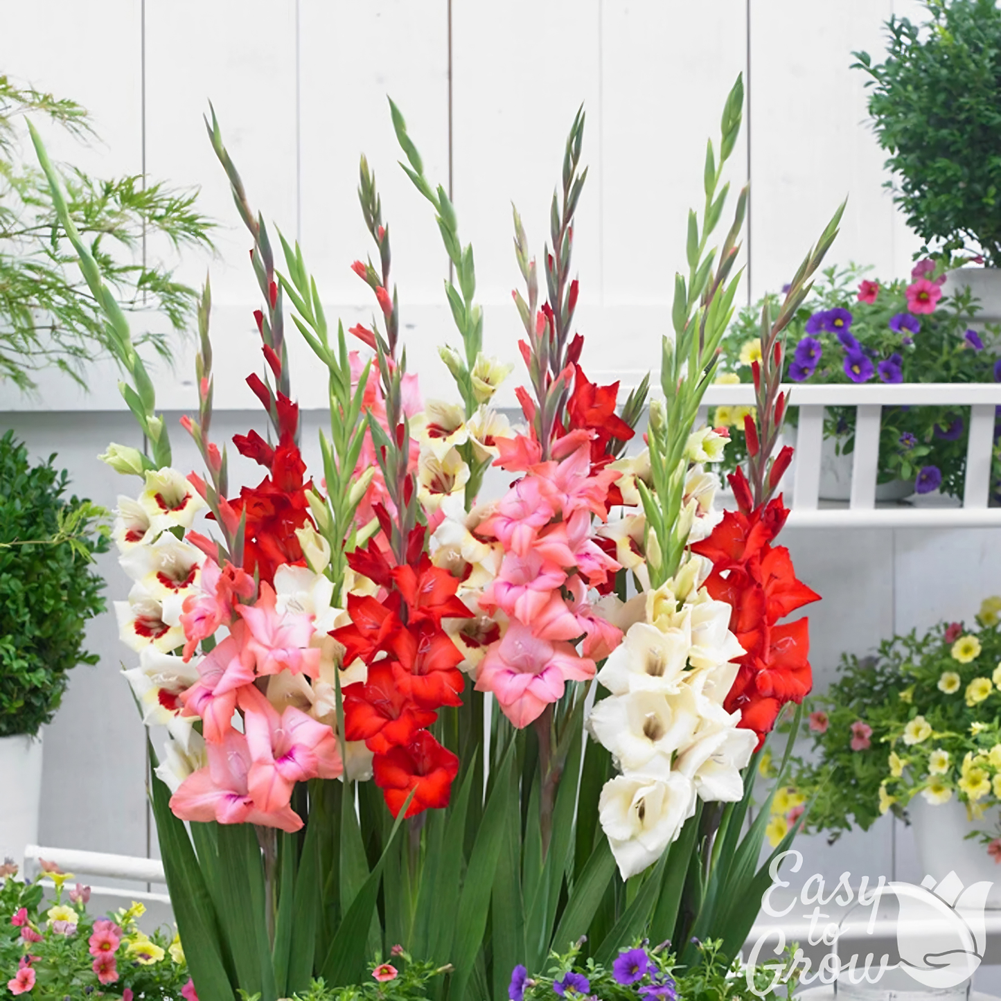 Colorful gladiolus flowers in a garden setting with a white wooden fence.