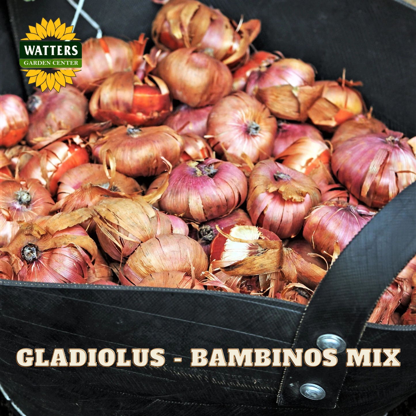 A black tote bag filled with dried red and brown gladiolus bulbs, with the text 'GLADIOLUS - BAMBINOS MIX' and a 'WATTERS GARDEN CENTER' logo visible on the bag.