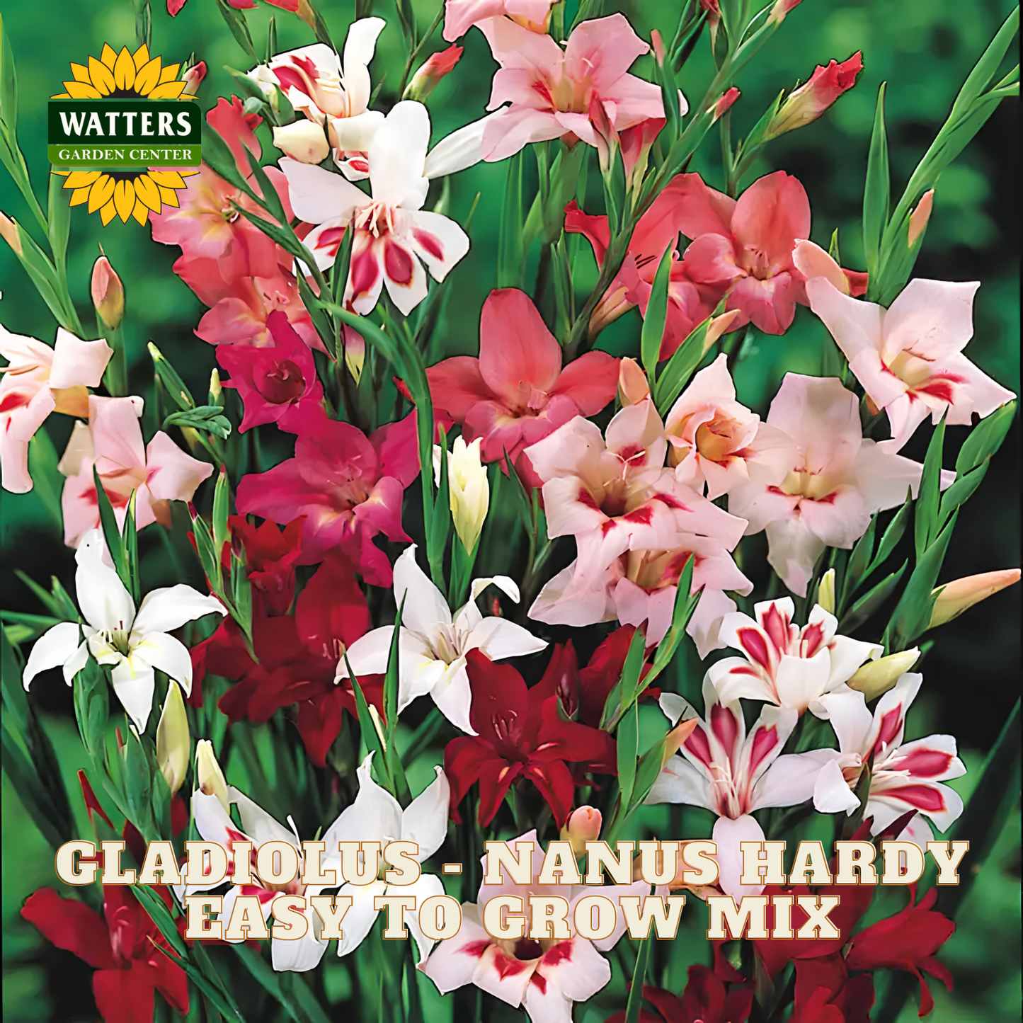 Colorful gladiolus flowers with Watters Garden Center branding on a green background.