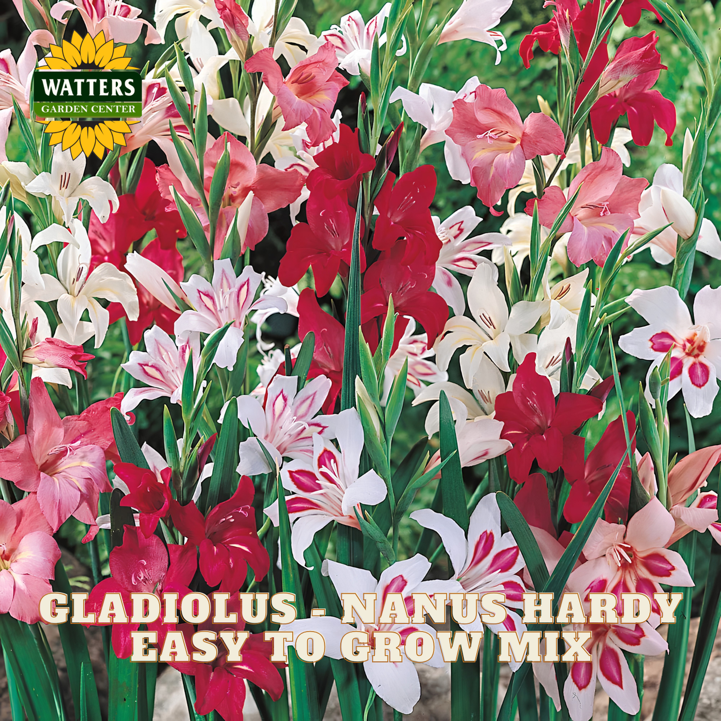 Colorful gladiolus flowers with Watters Garden Center logo on a green background
