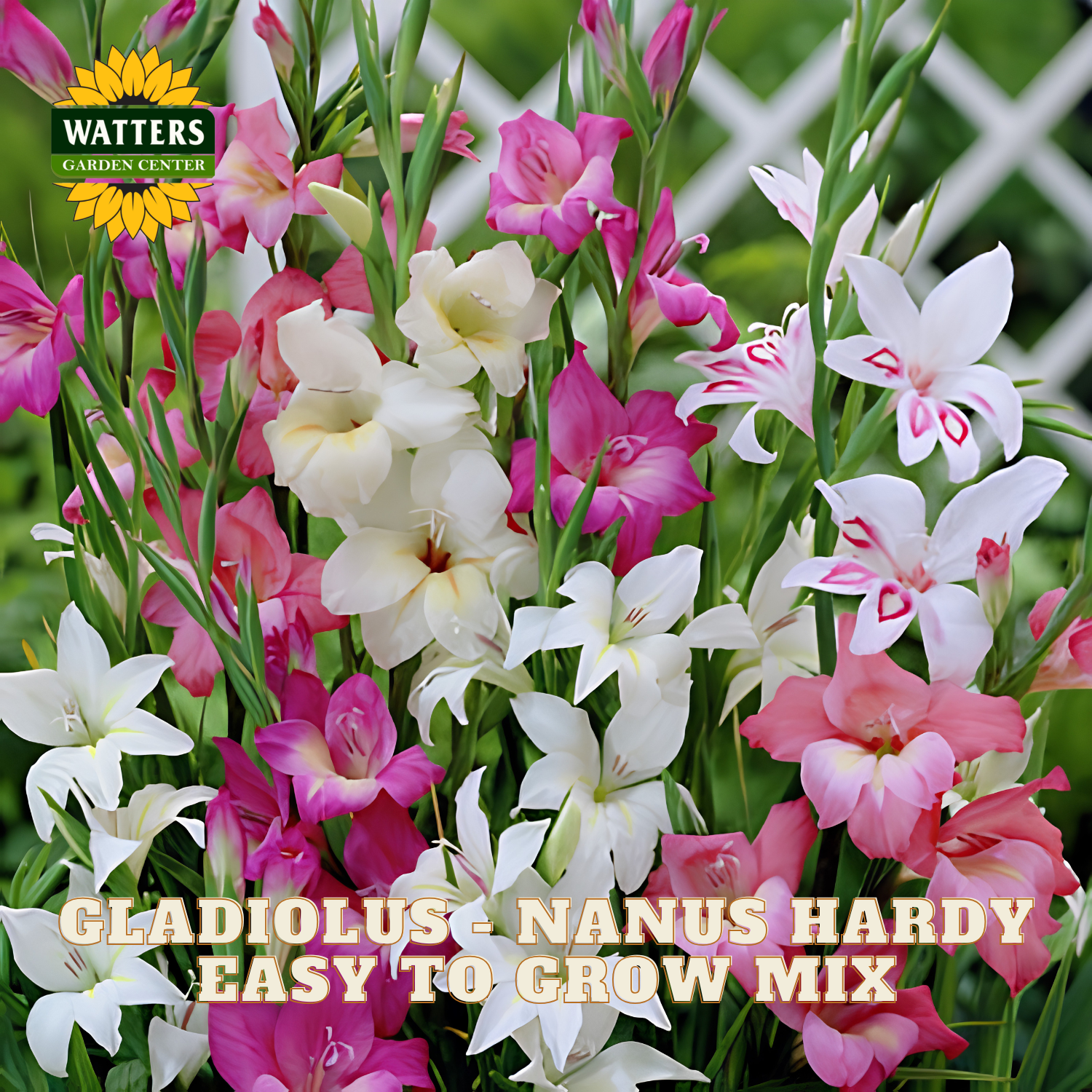 Colorful gladiolus flowers with Watters Garden Center branding.