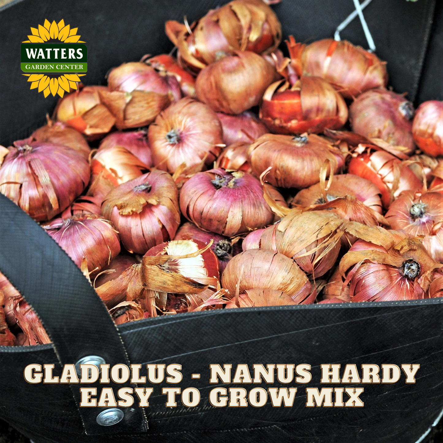 Gladiolus bulbs in a container with Watters Garden Center branding.