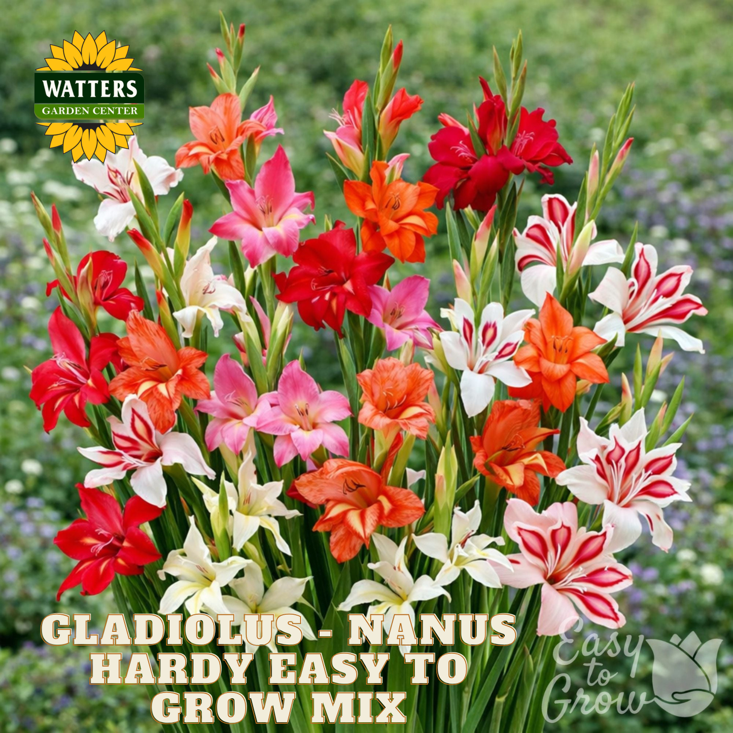 Bouquet of colorful gladiolus flowers with Watters Garden Center branding.