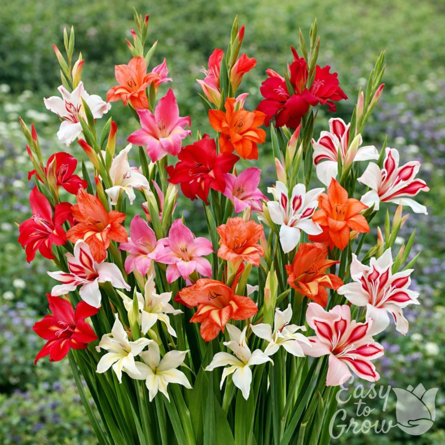 Bouquet of colorful gladiolus flowers with a blurred garden background