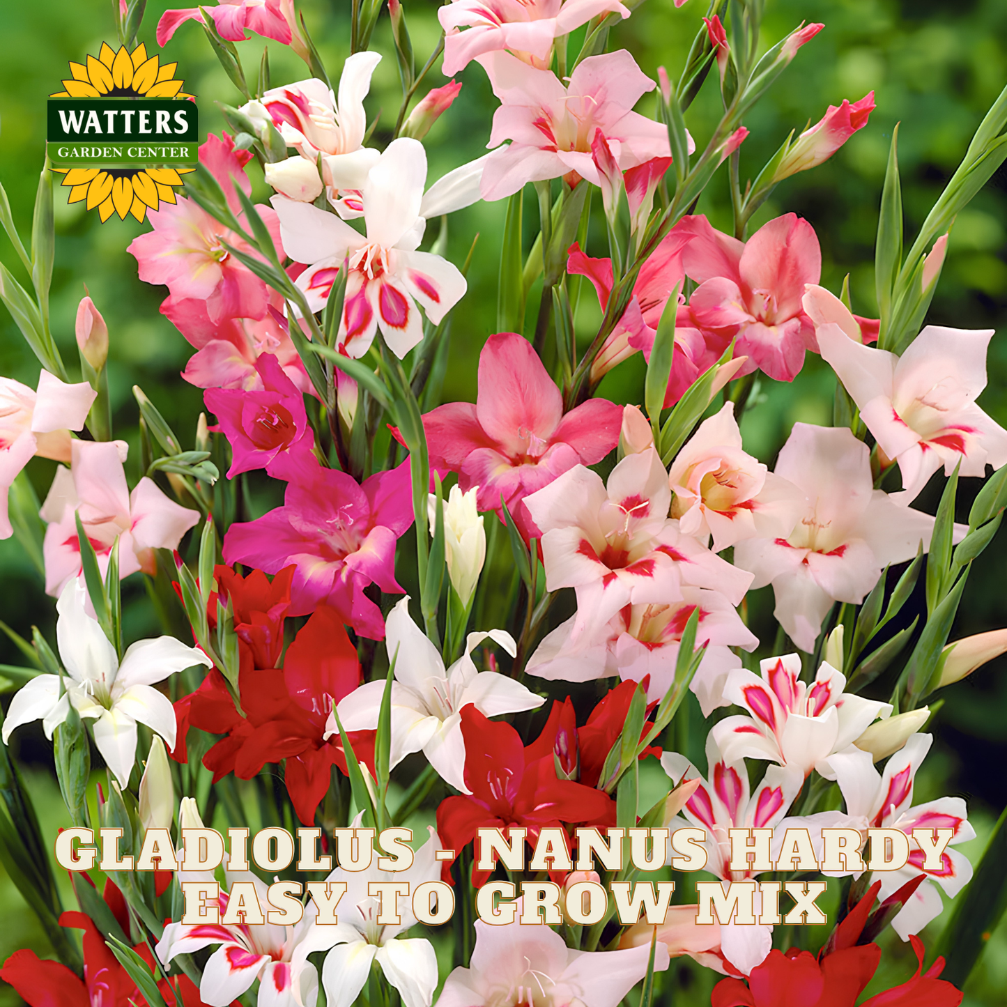 Colorful gladiolus flowers with Watters Garden Center logo and text about the gladiolus mix.
