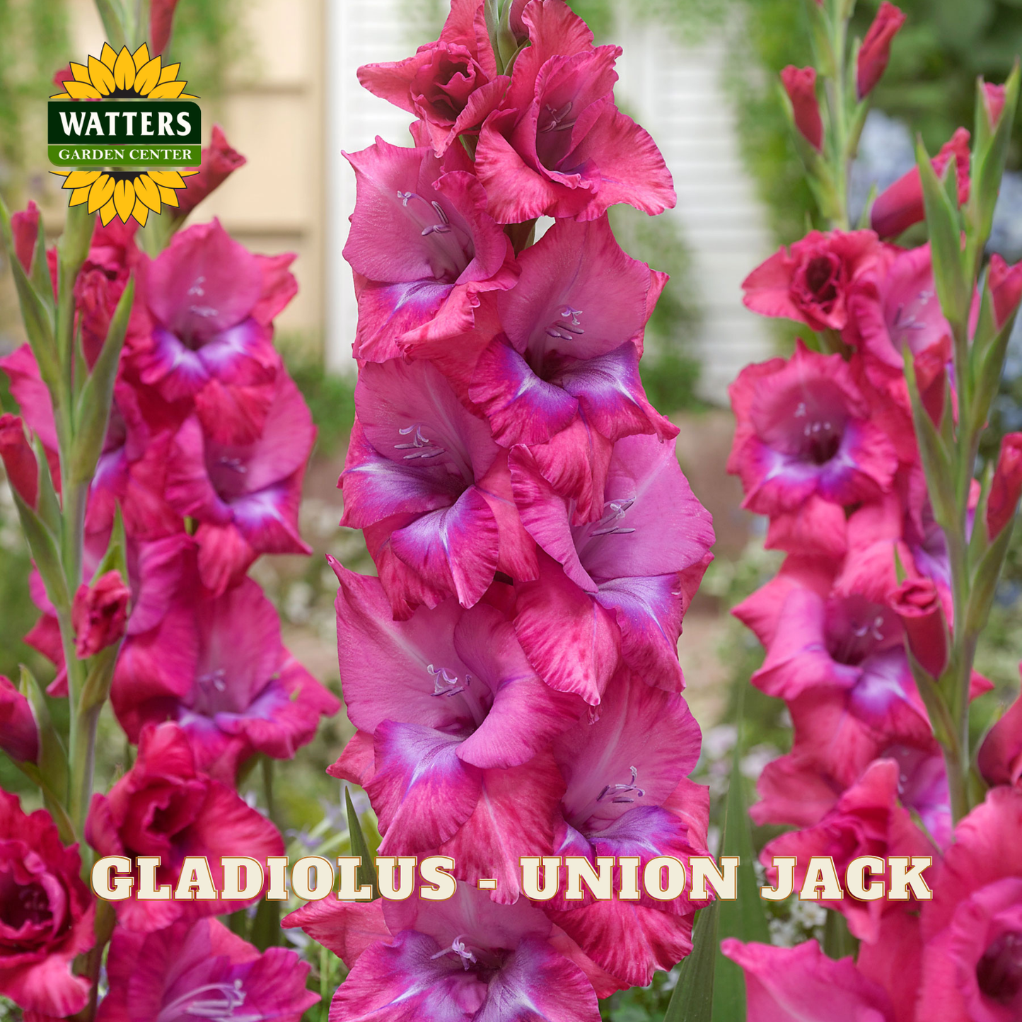 Blooming gladiolus flowers in vivid pink and magenta tones with purple centers, shown in a garden-style setting with the text 'GLADIOLUS - UNION JACK' and a Watters Garden Center logo.