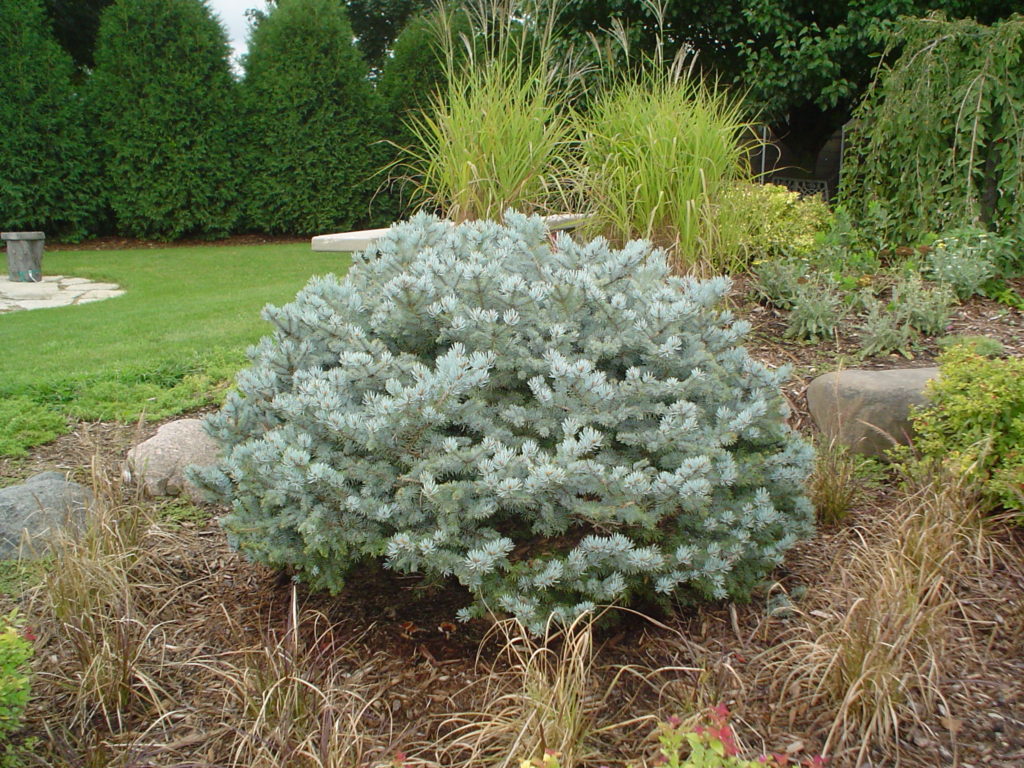 GLOBE BLUE SPRUCE 2gal