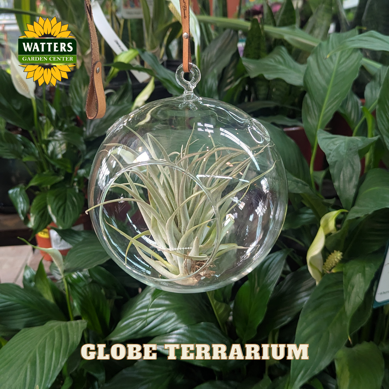 Clear round terrarium with air plant in front of green plants with Watters branding.